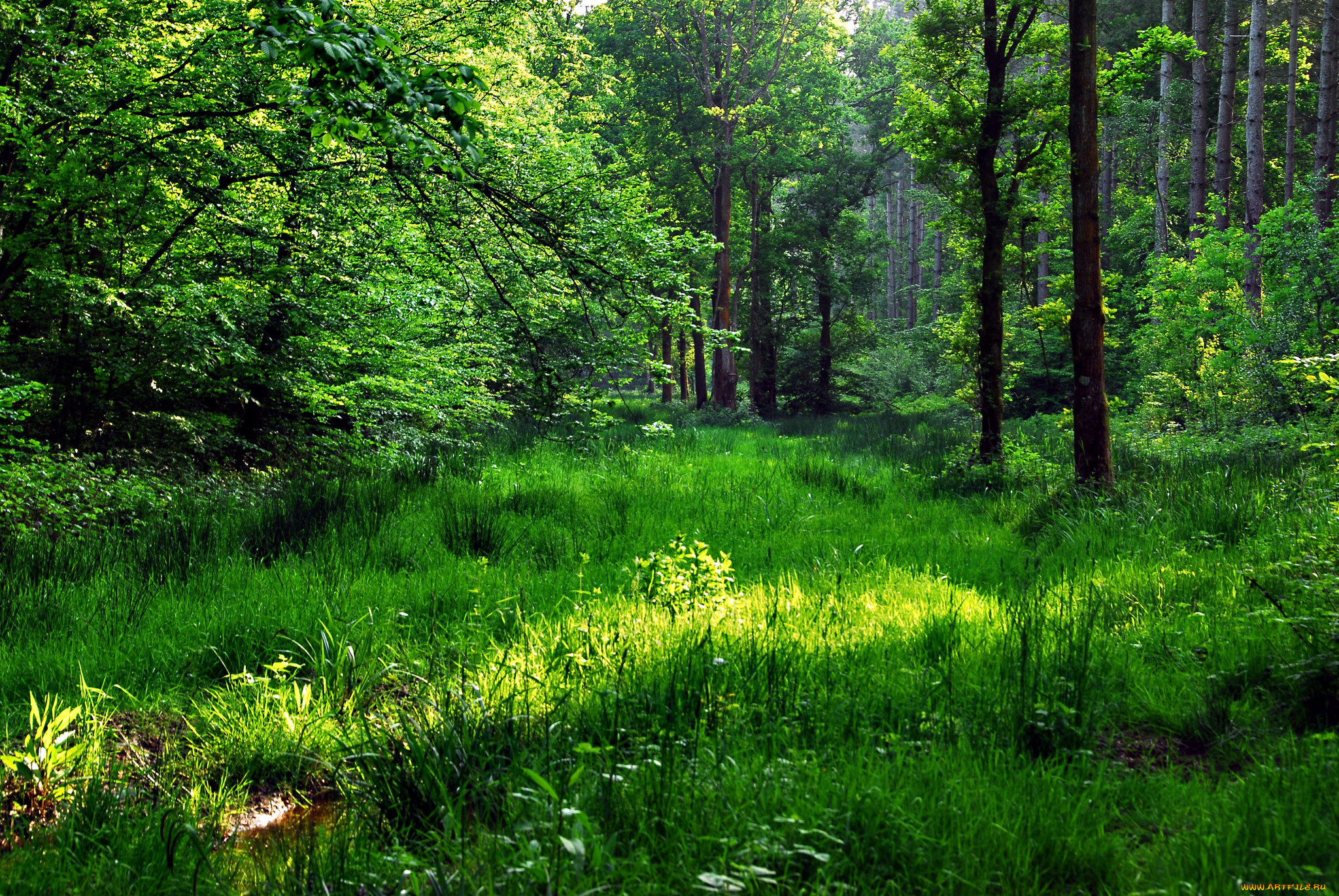 природа, лес, деревья