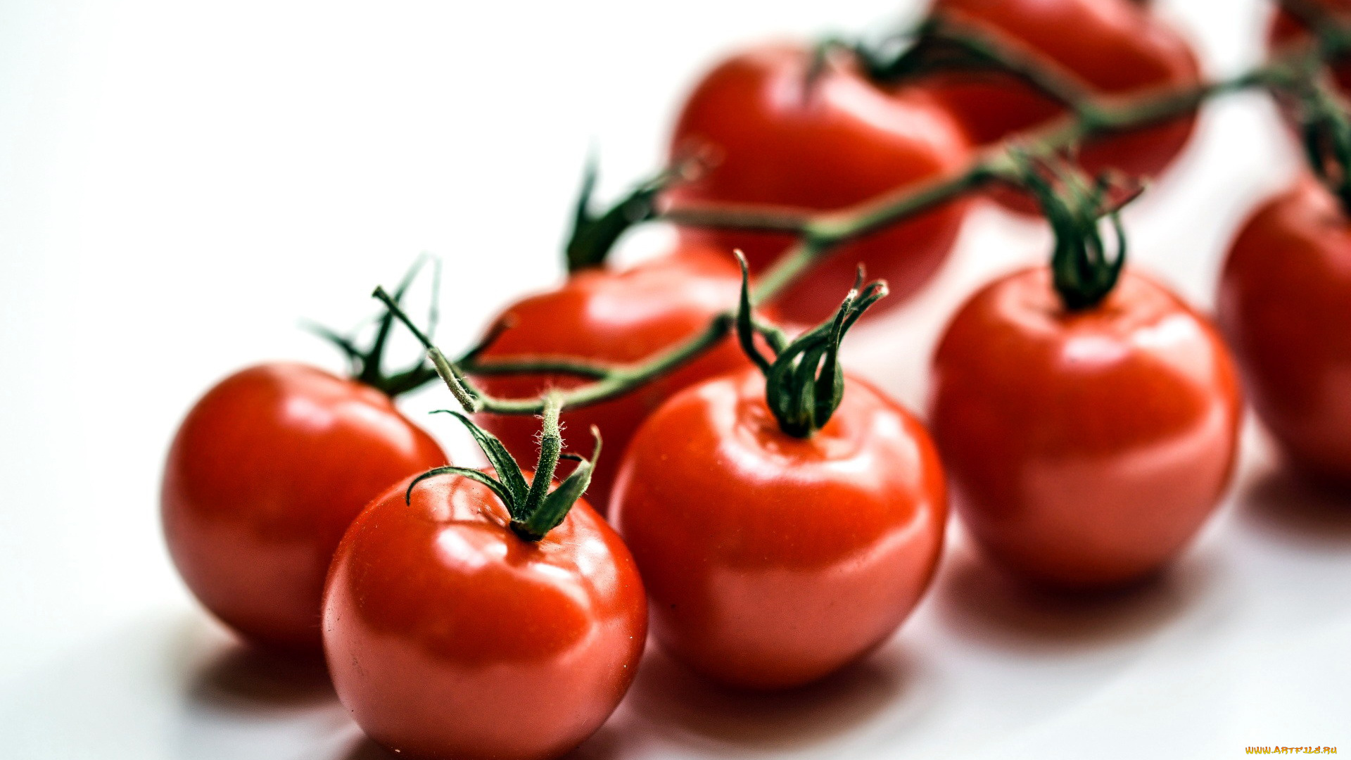 еда, помидоры, ветка, томаты