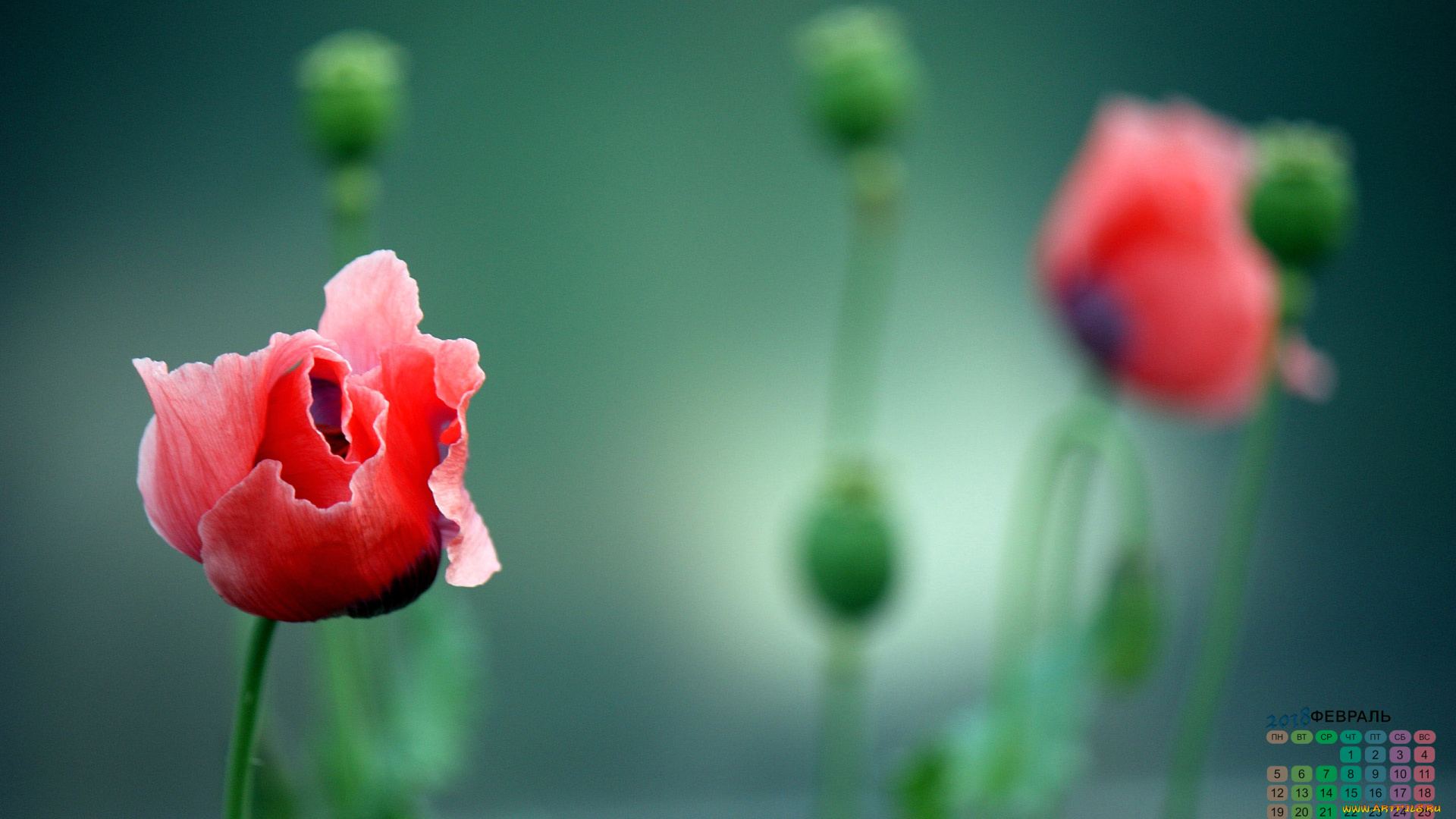 календари, цветы, лепестки, 2018