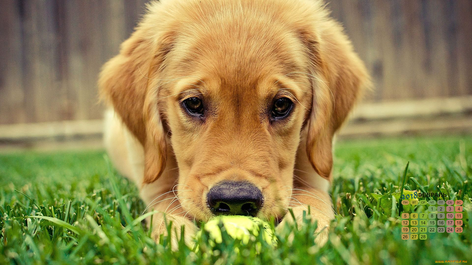 календари, животные, 2018, собака, морда