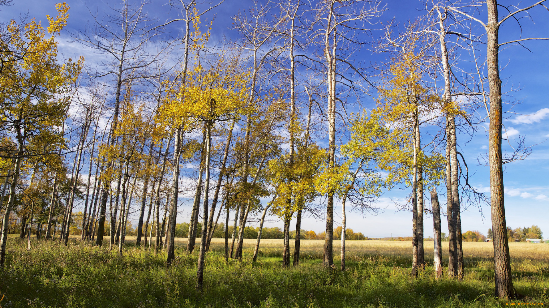 природа, деревья, простор