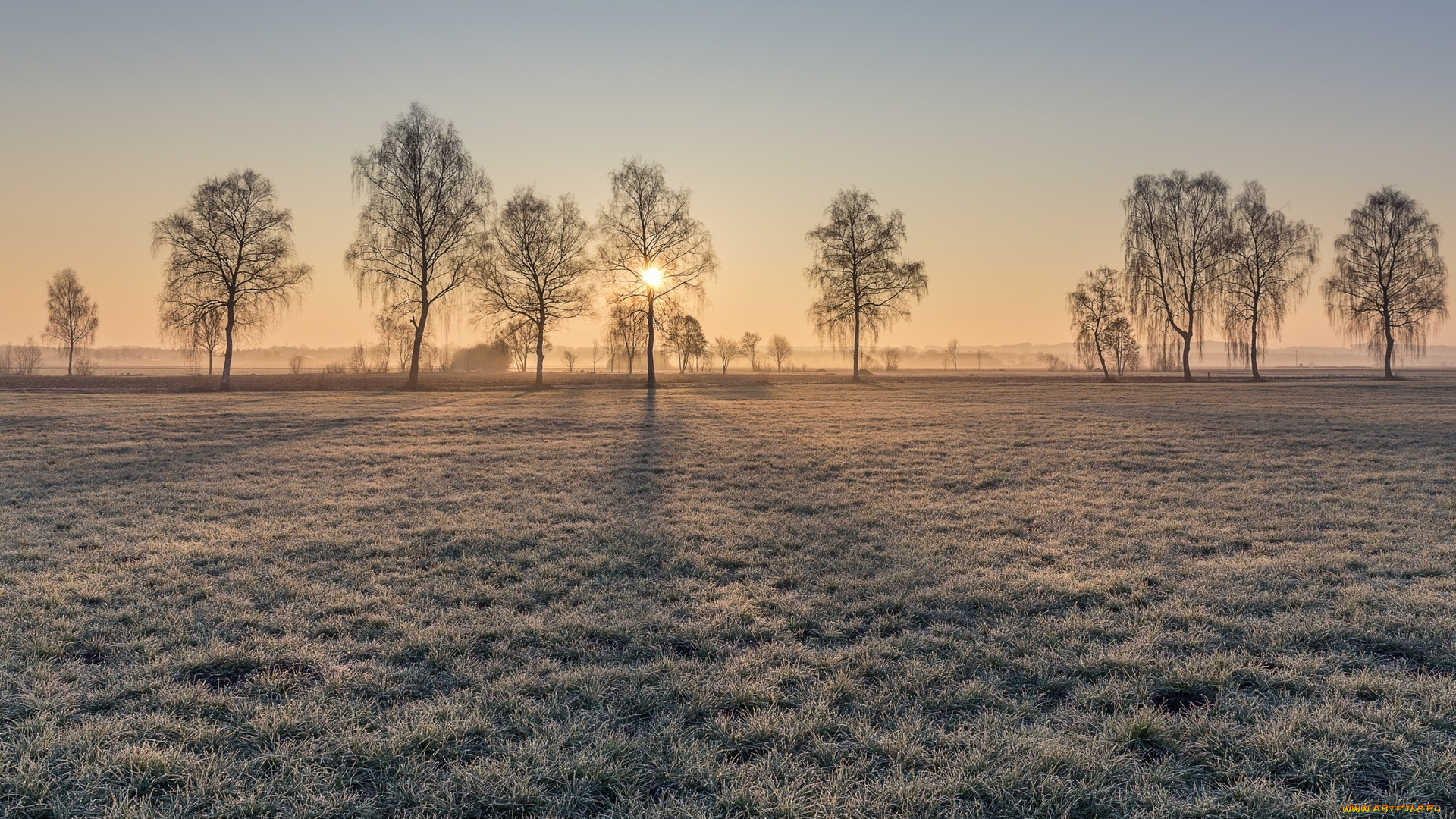 природа, зима, солнце, деревья, трава, иней, луг