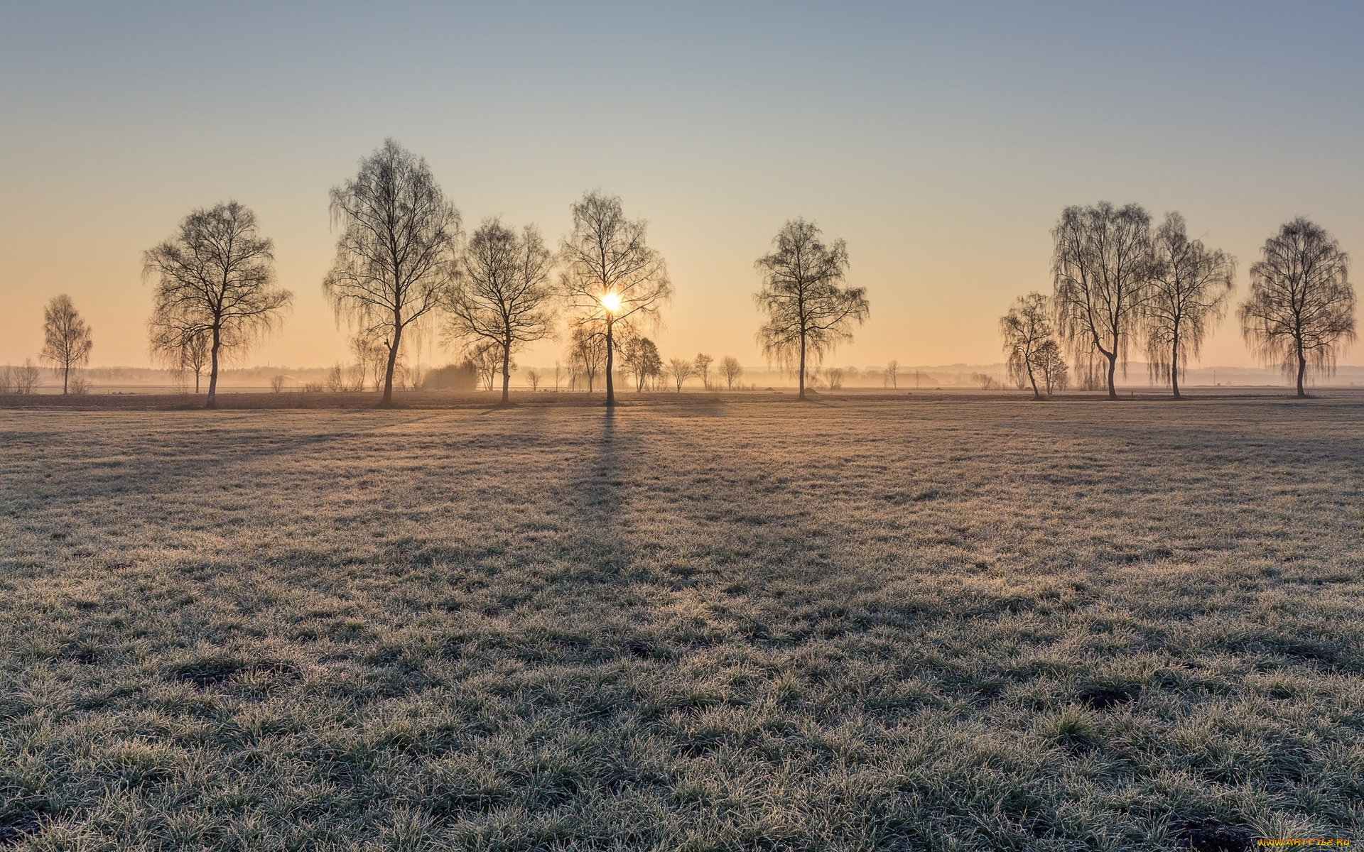 природа, зима, солнце, деревья, трава, иней, луг