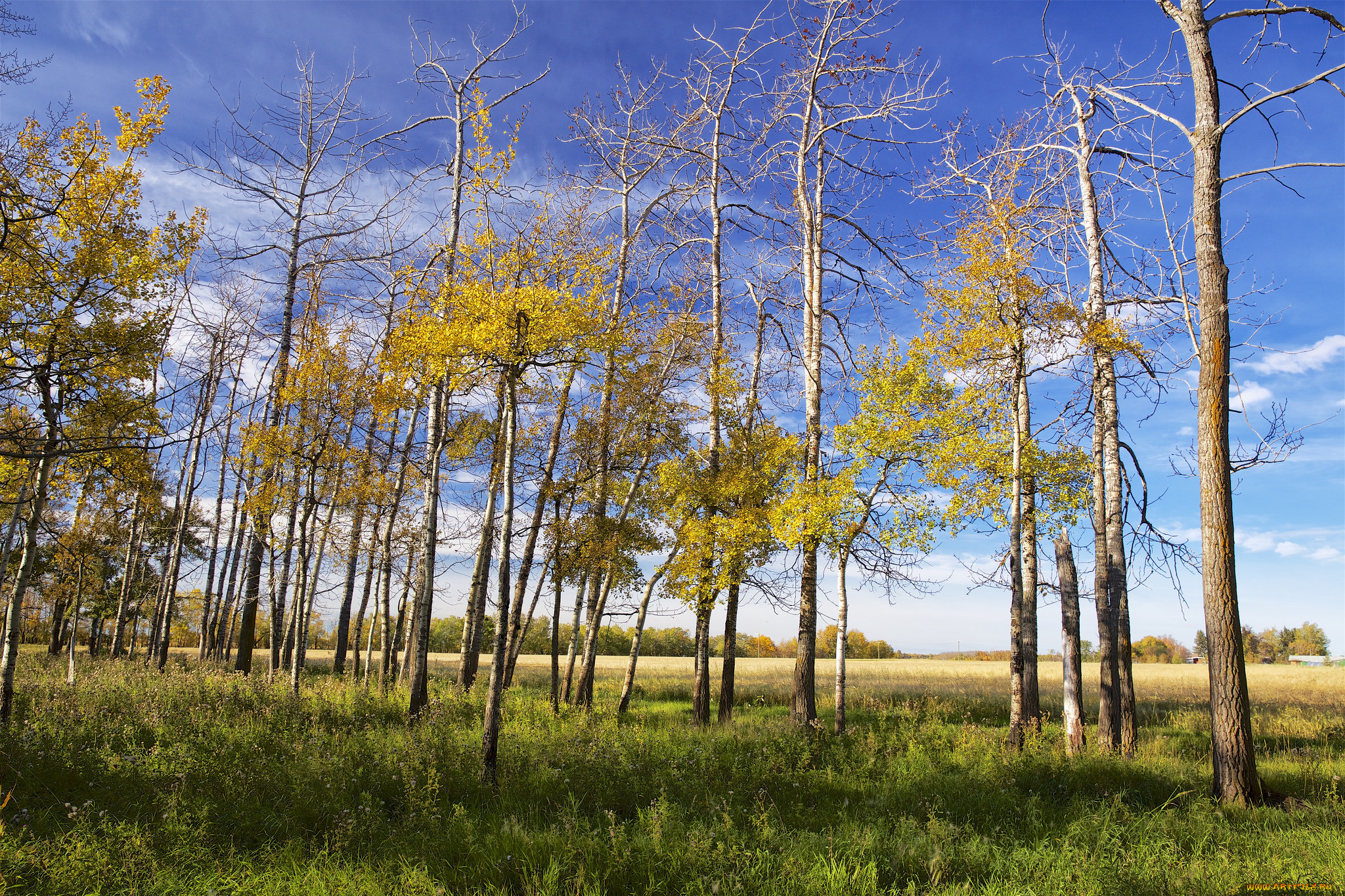 природа, деревья, простор