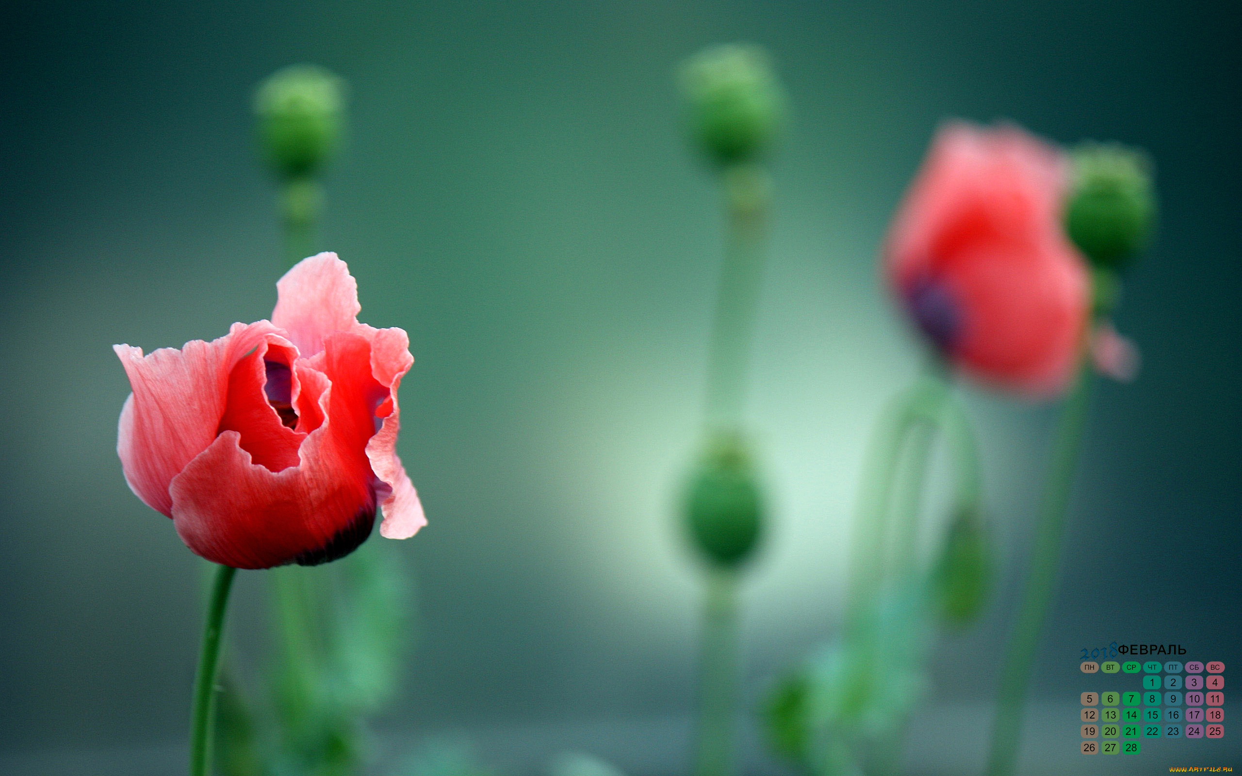 календари, цветы, лепестки, 2018