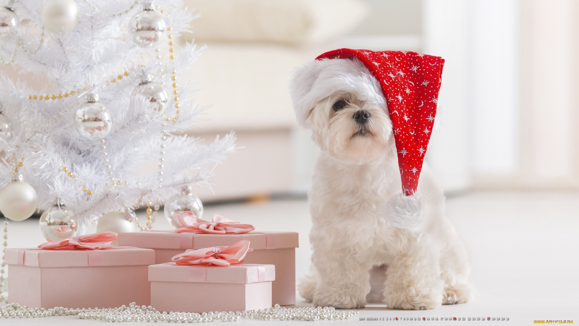 календари, праздники, , салюты, шар, игрушка, шапка, собака, елка, подарок, коробка