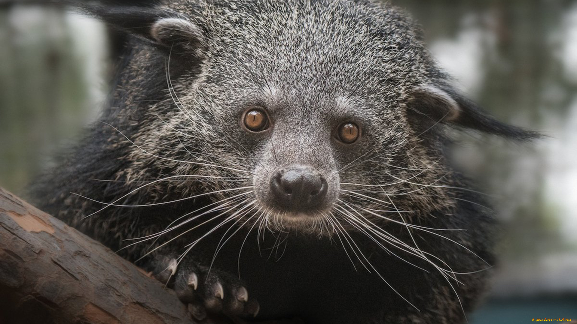 binturong, животные, бинтуронги, бинтуронг, млекопитающие, виверровые, хищники, шерсть, морда, когти, хвост