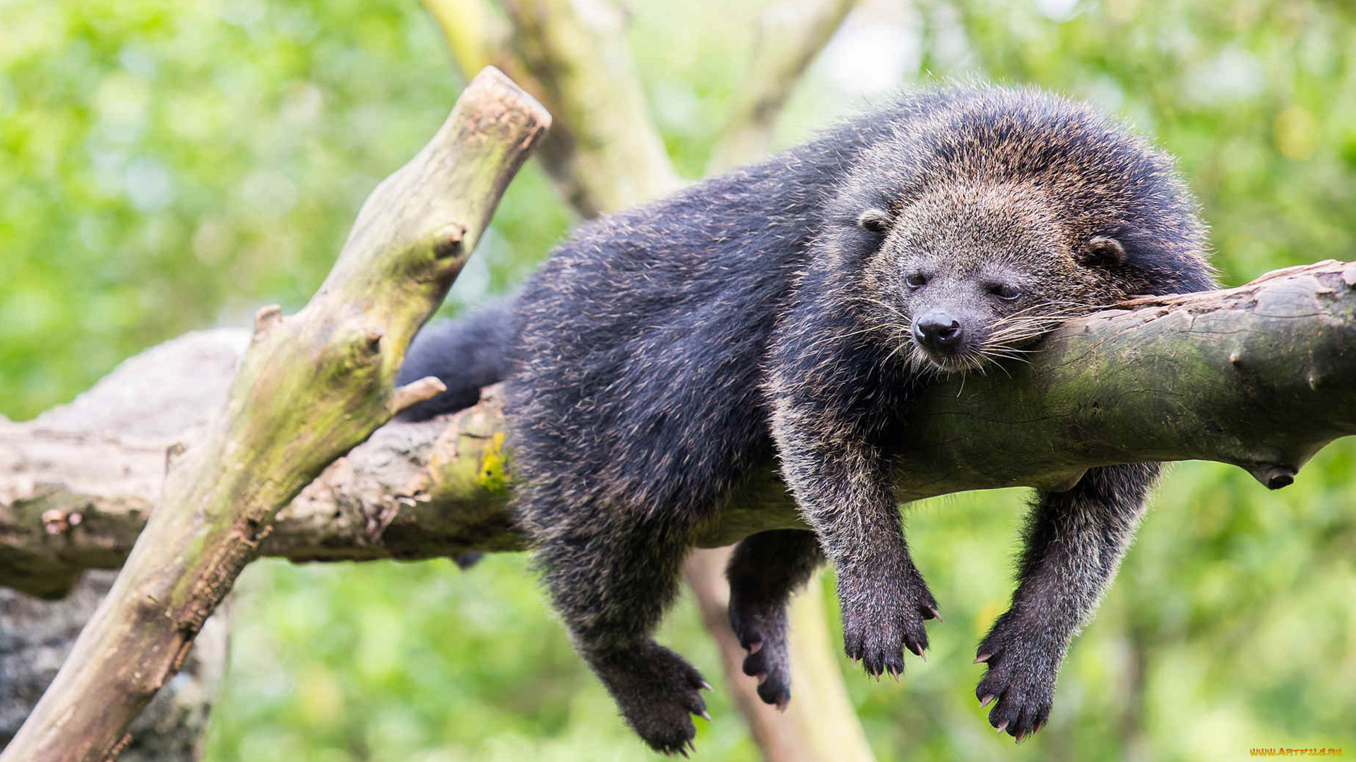 binturong, животные, бинтуронги, бинтуронг, млекопитающие, виверровые, хищники, шерсть, морда, когти, хвост