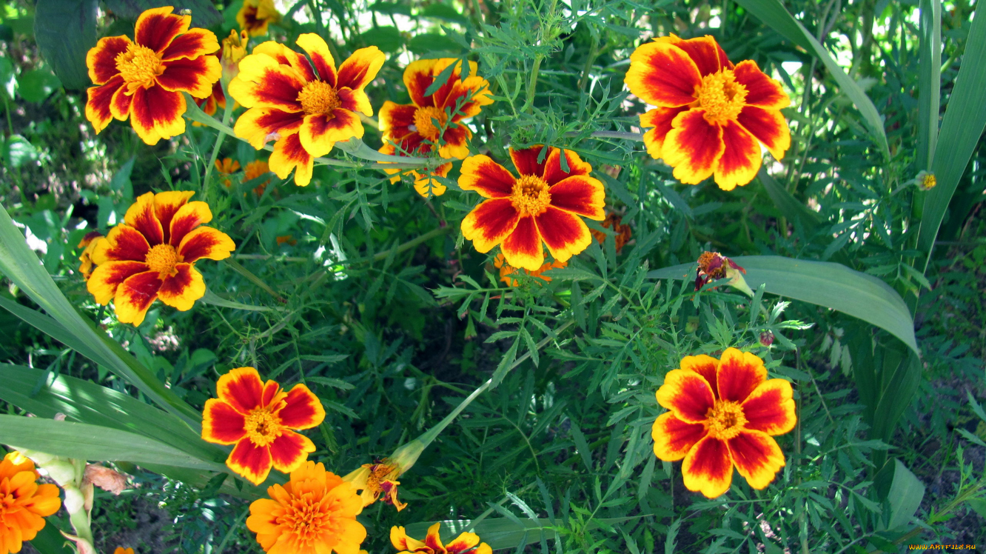 цветы, бархатцы, тагетес