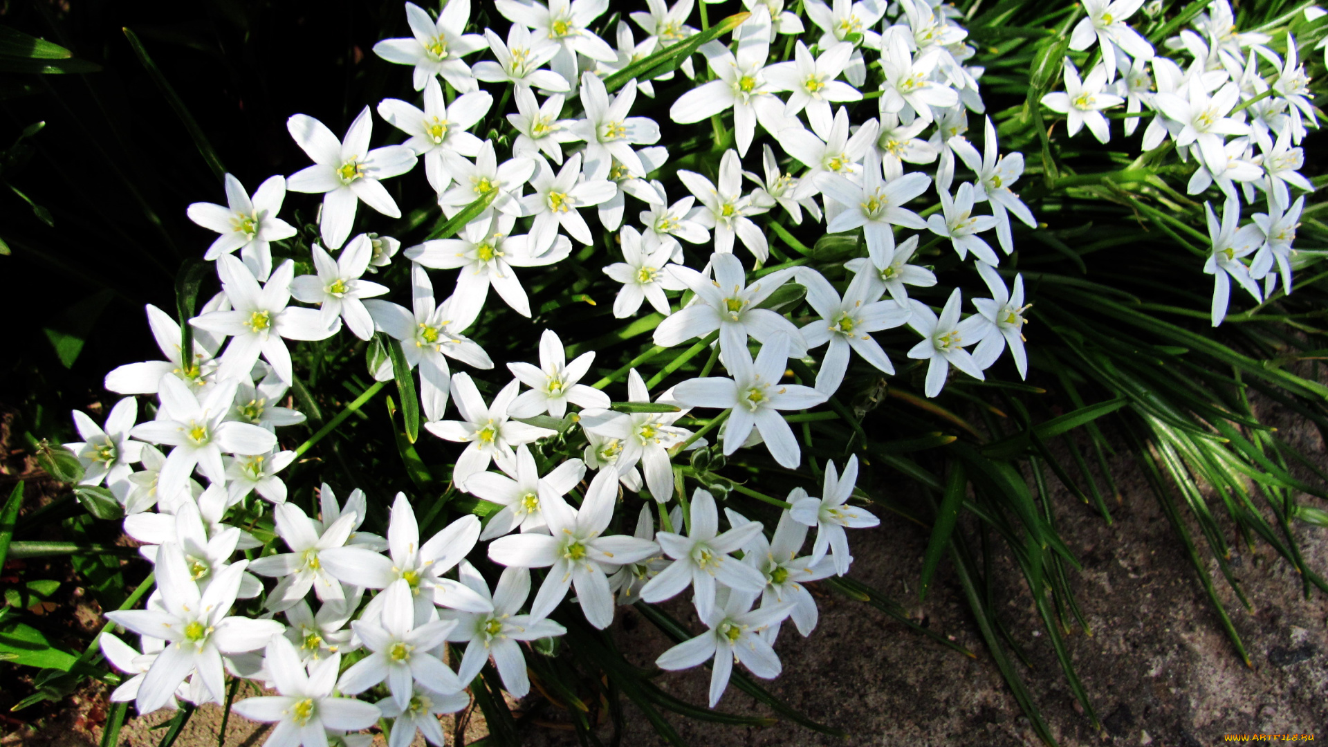 цветы, белые, мелкие, цветочки