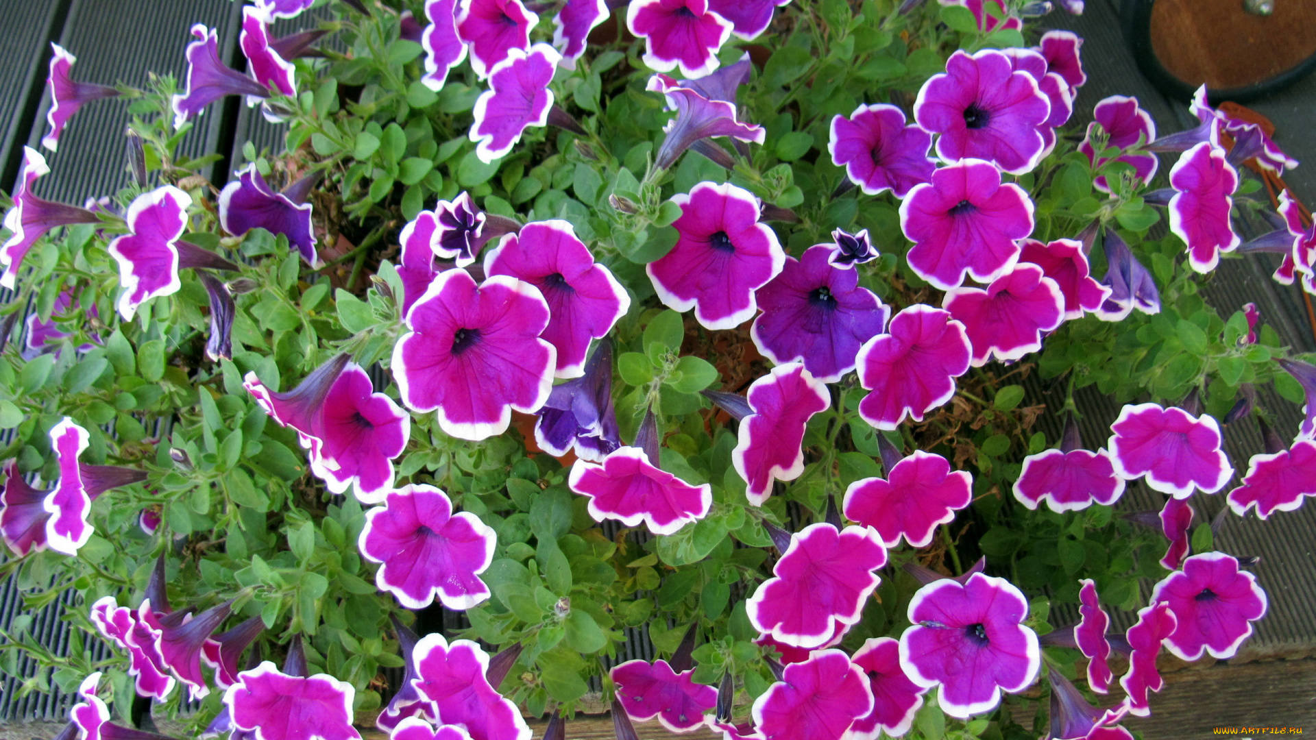 цветы, петунии, , калибрахоа