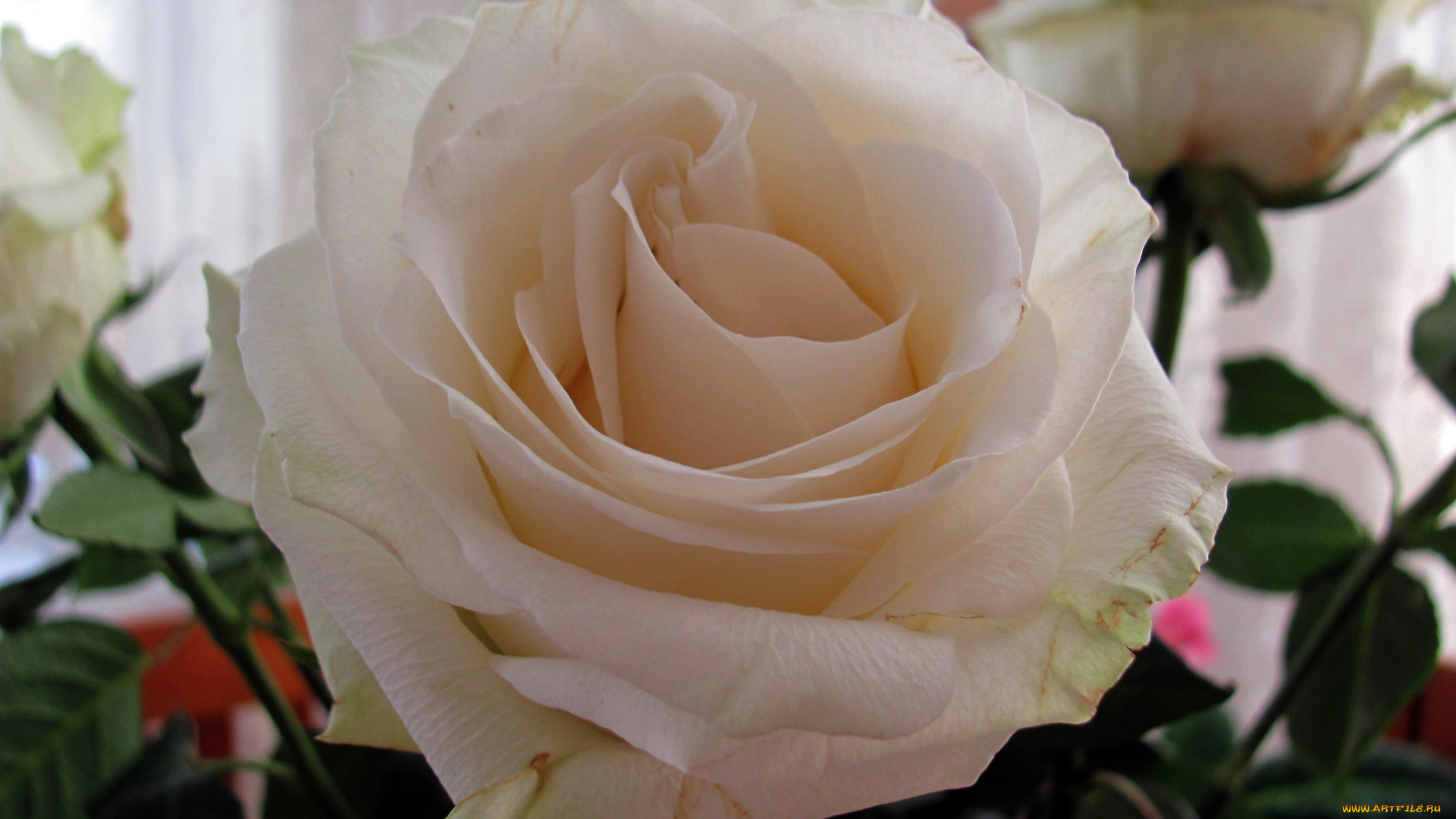 цветы, розы, бутон