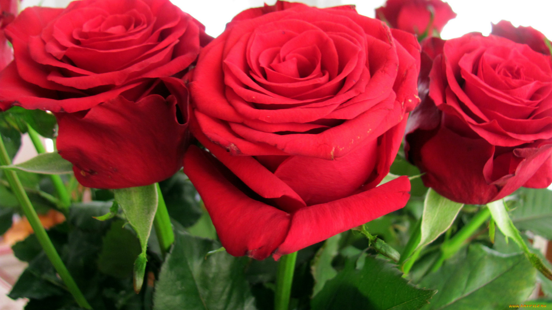 цветы, розы, бутоны