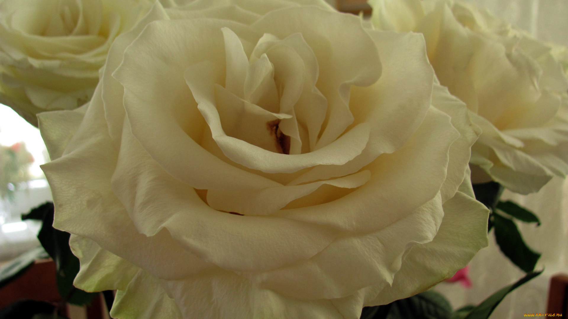 цветы, розы, макро