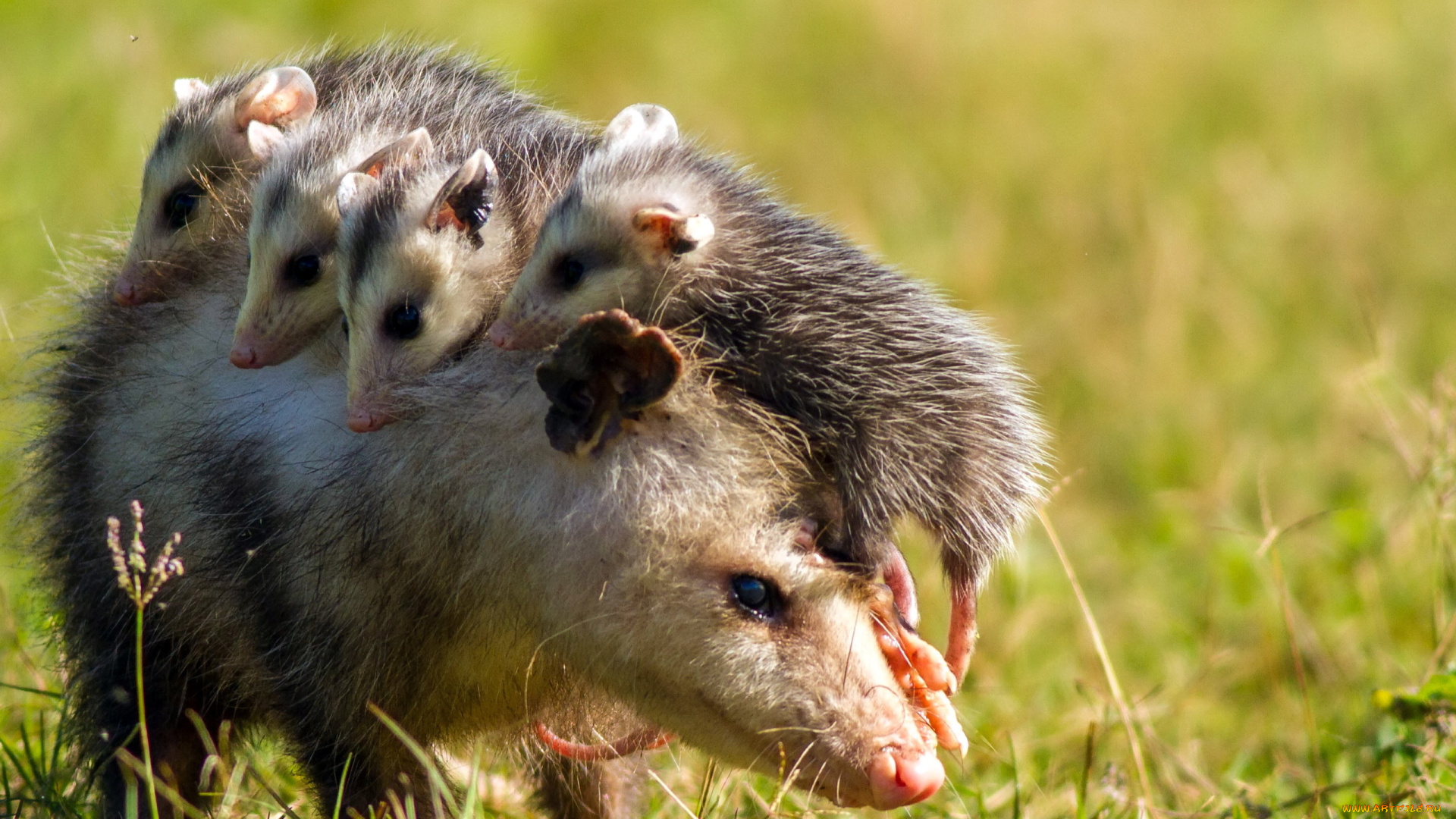 opossum, животные, опоссумы, опоссум, опоссумовые, зверёк, мех, хвостик, мордочка, млекопитающие