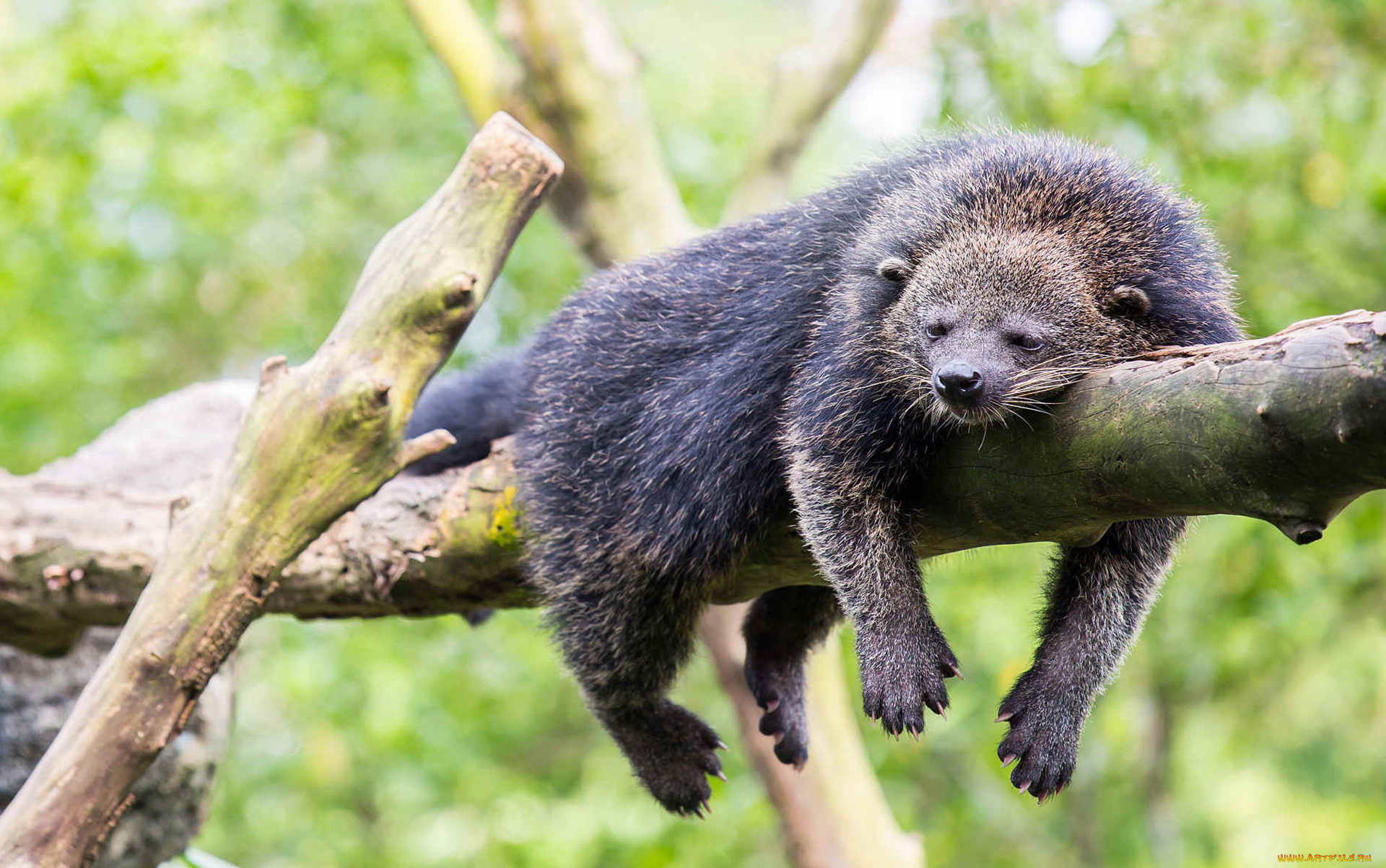 binturong, животные, бинтуронги, бинтуронг, млекопитающие, виверровые, хищники, шерсть, морда, когти, хвост