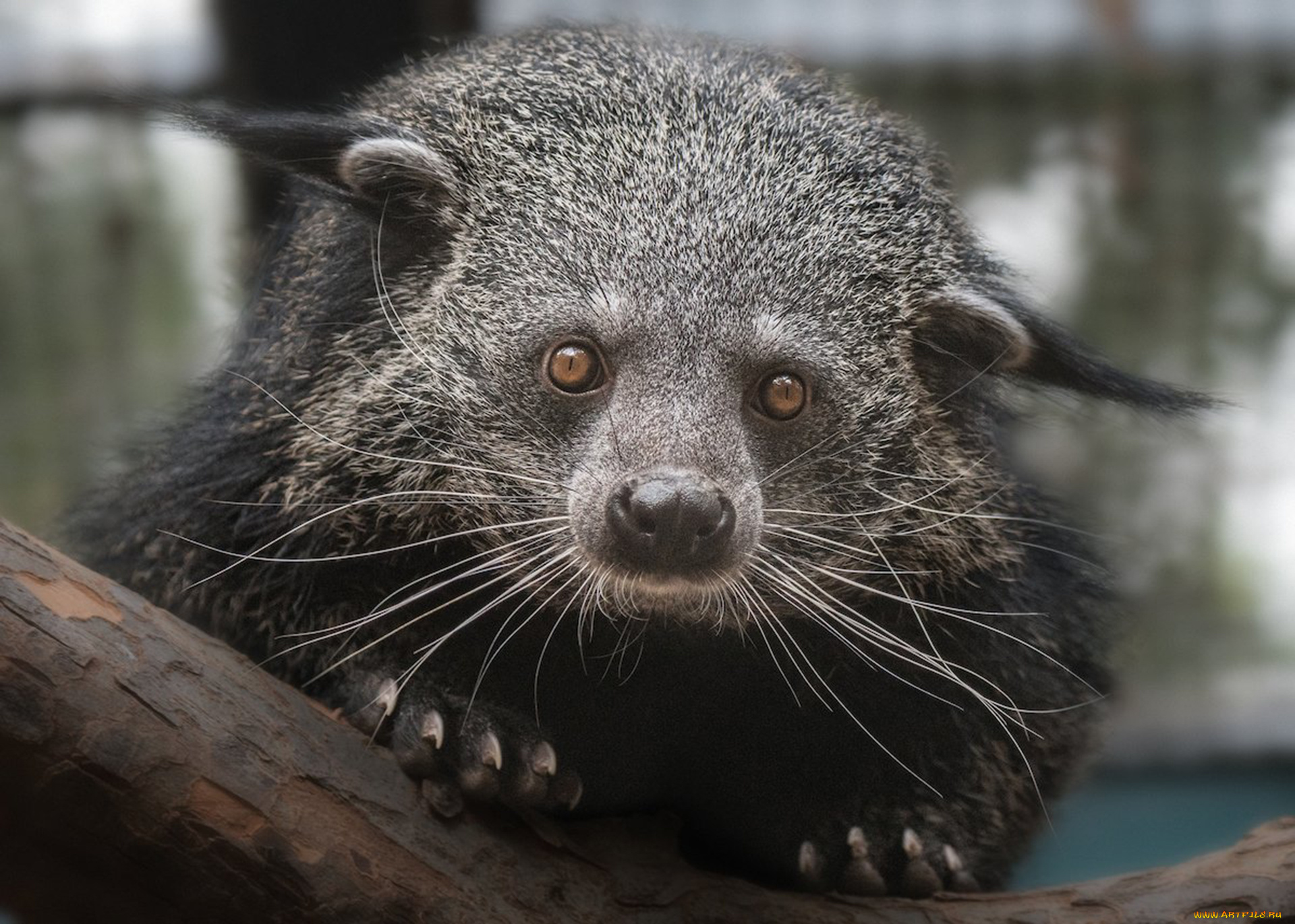 binturong, животные, бинтуронги, бинтуронг, млекопитающие, виверровые, хищники, шерсть, морда, когти, хвост