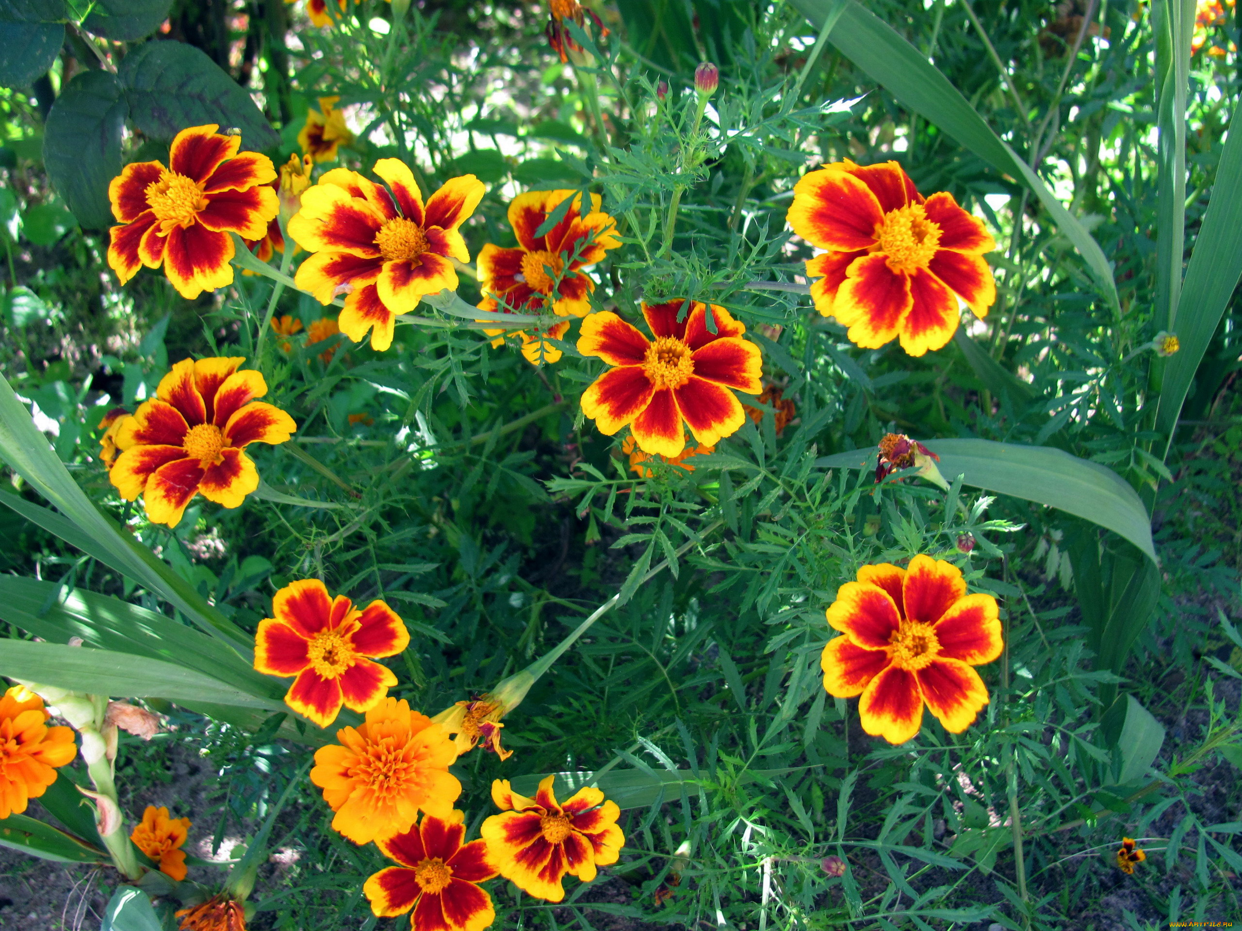 цветы, бархатцы, тагетес