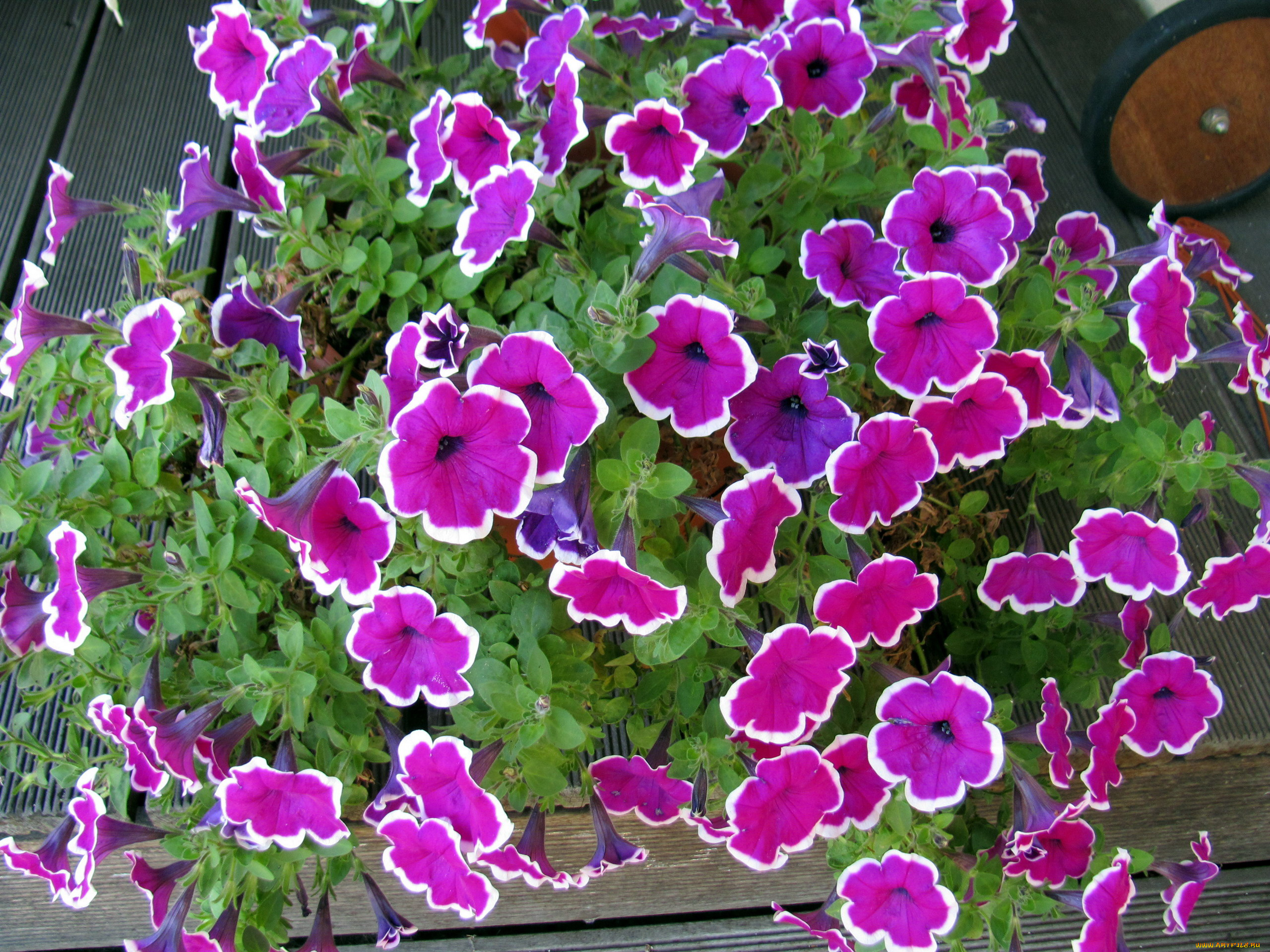 цветы, петунии, , калибрахоа