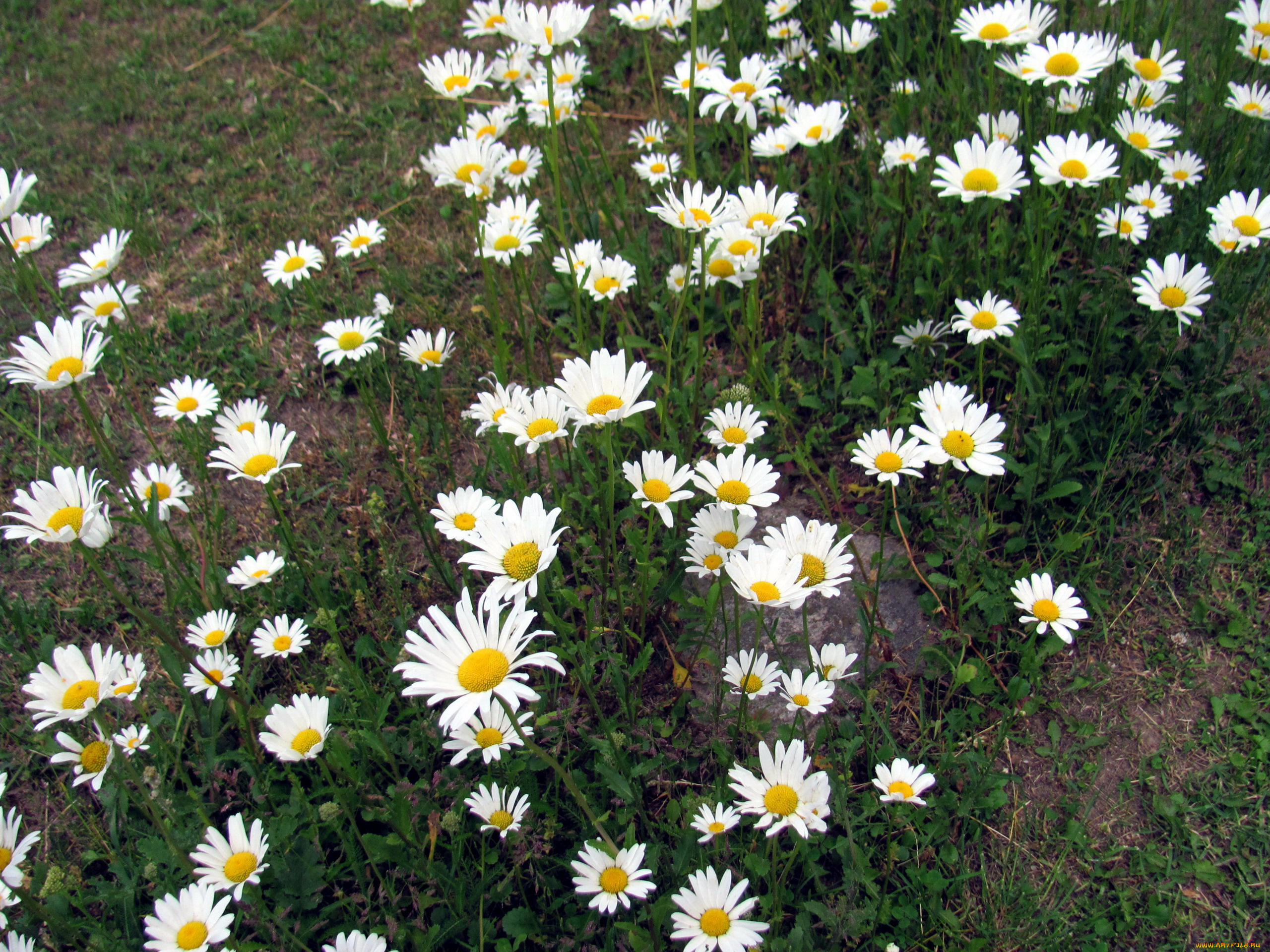 цветы, ромашки, клумба, много