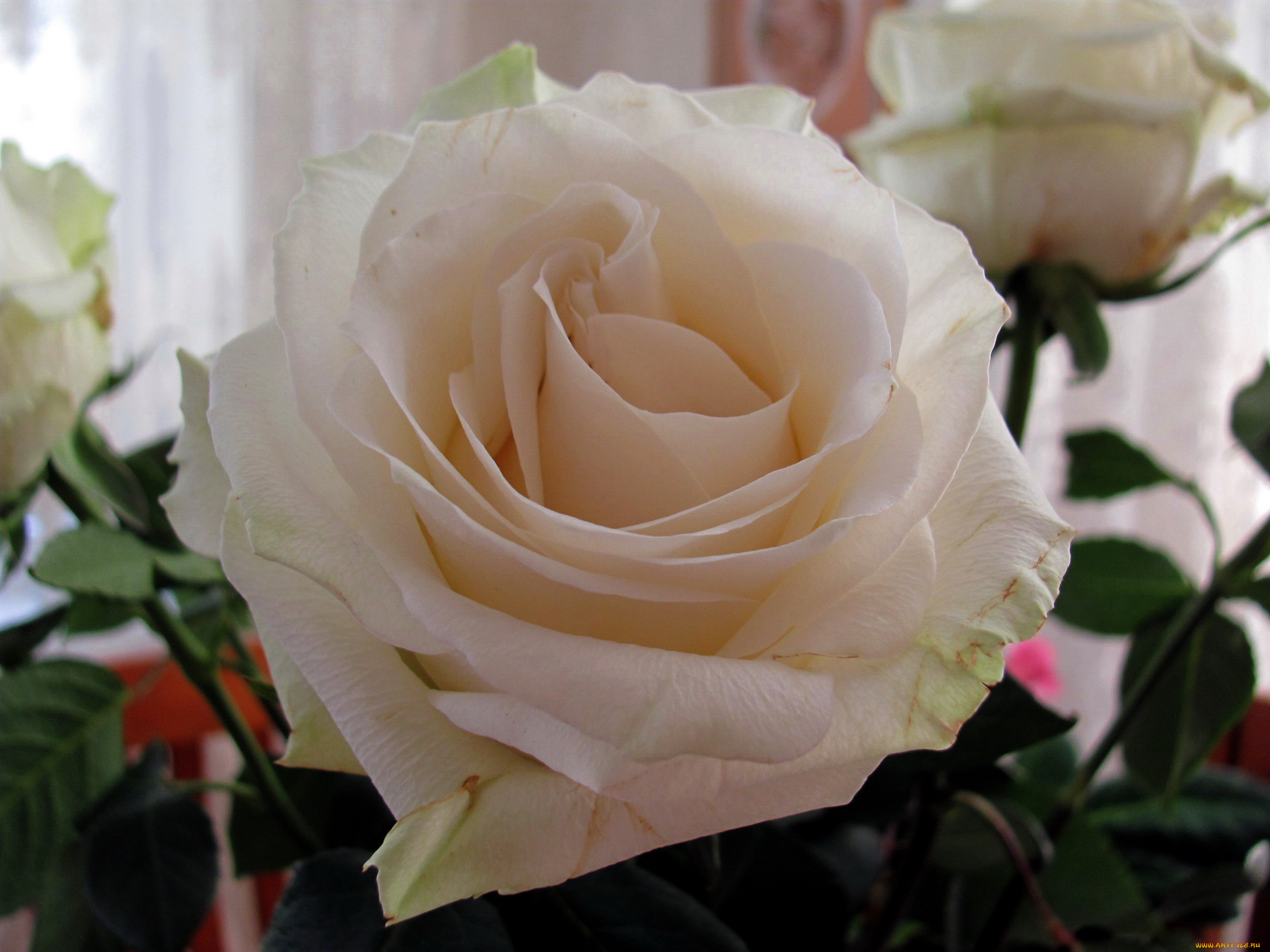 цветы, розы, бутон