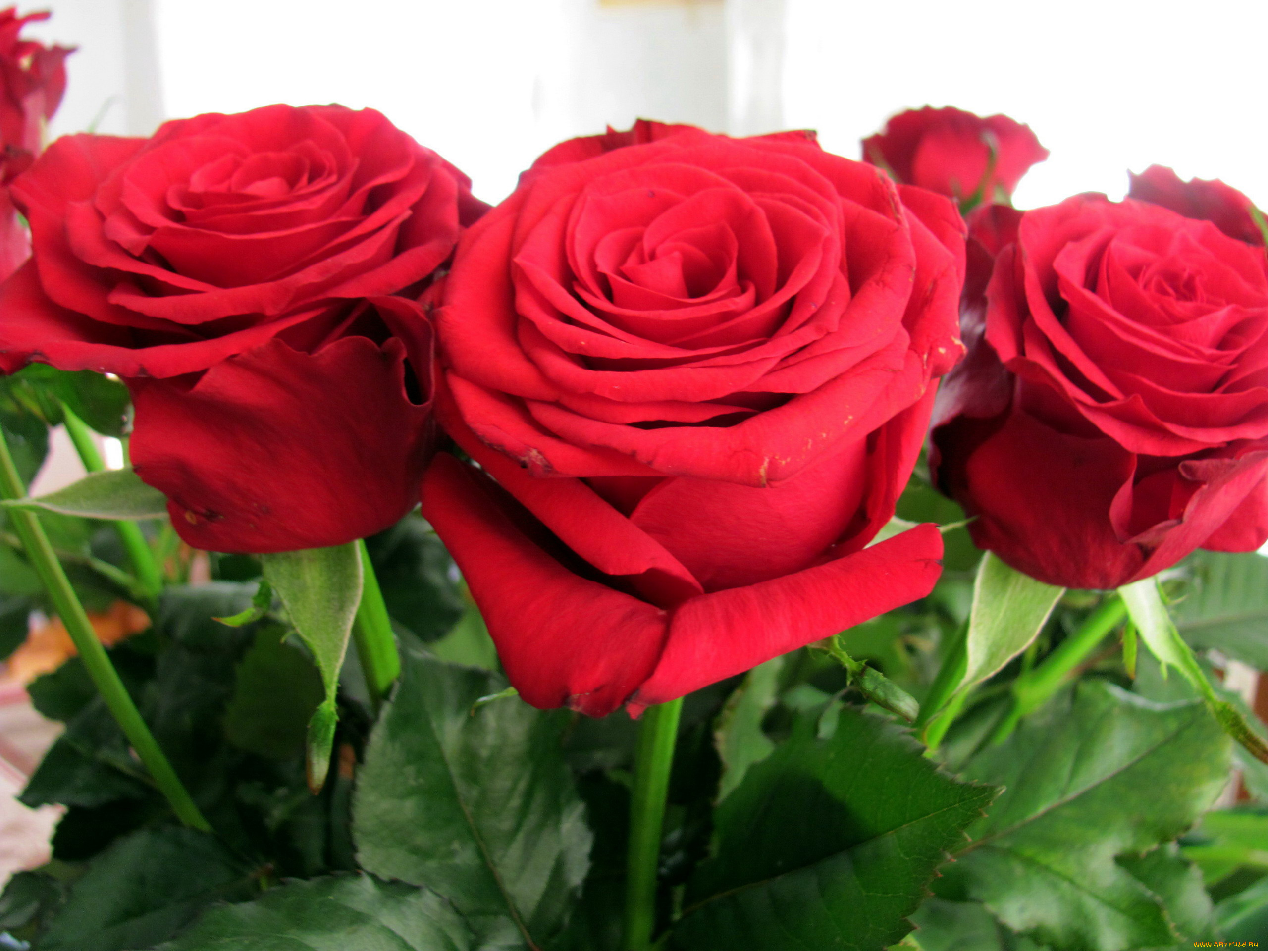 цветы, розы, бутоны