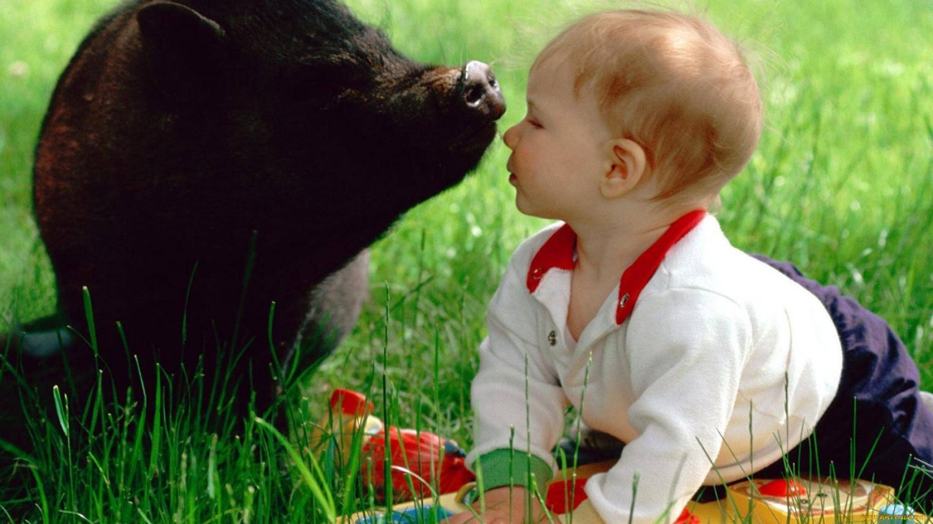 разное, люди, свинья, ребенок, трава