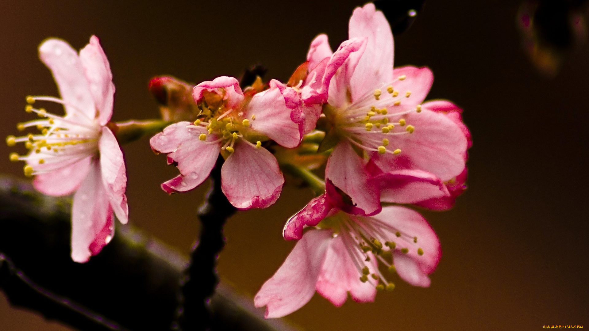 цветы, цветущие, деревья, , , кустарники, ветка, цветение