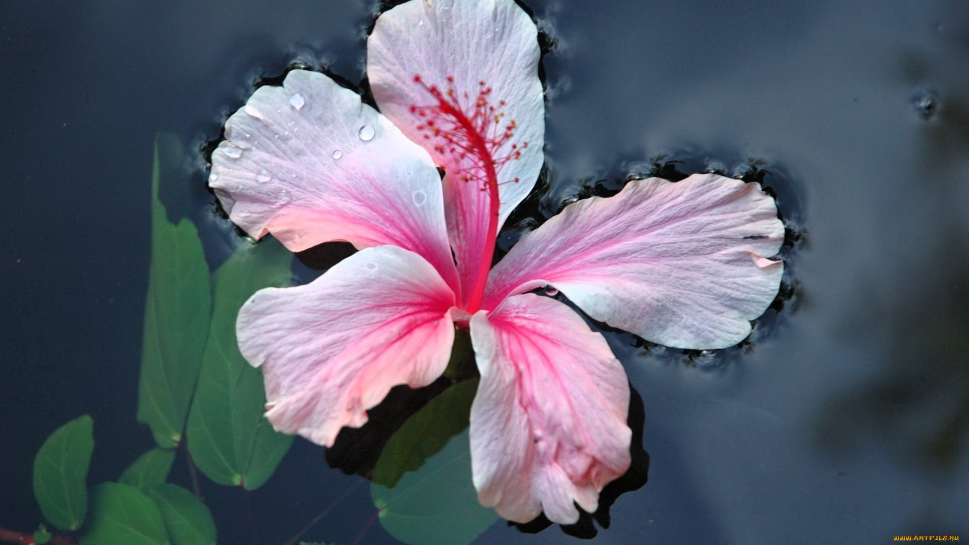 цветы, гибискусы, розовый, вода