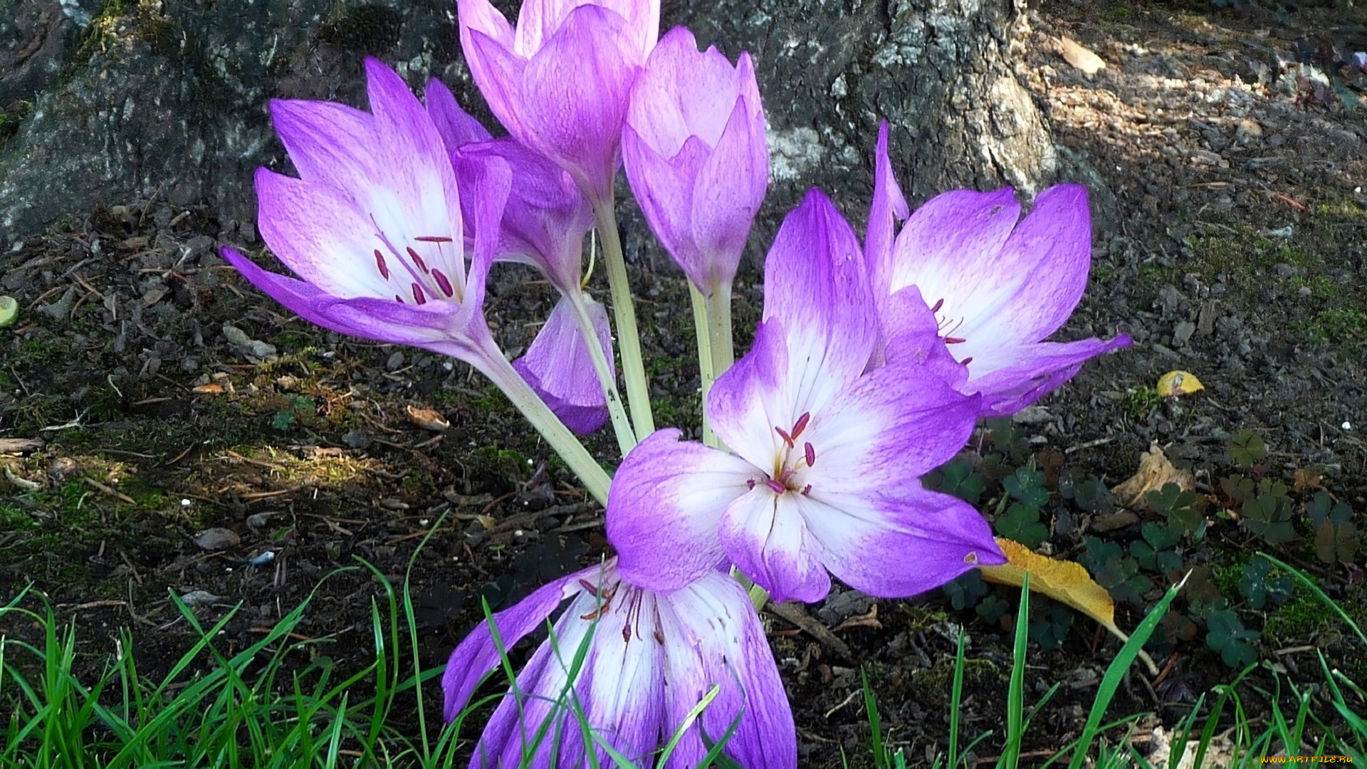 цветы, крокусы, фиолетовые, трава, дерево