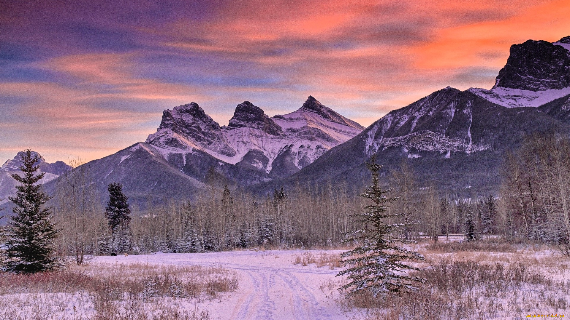 природа, горы, лес, снег, деревья