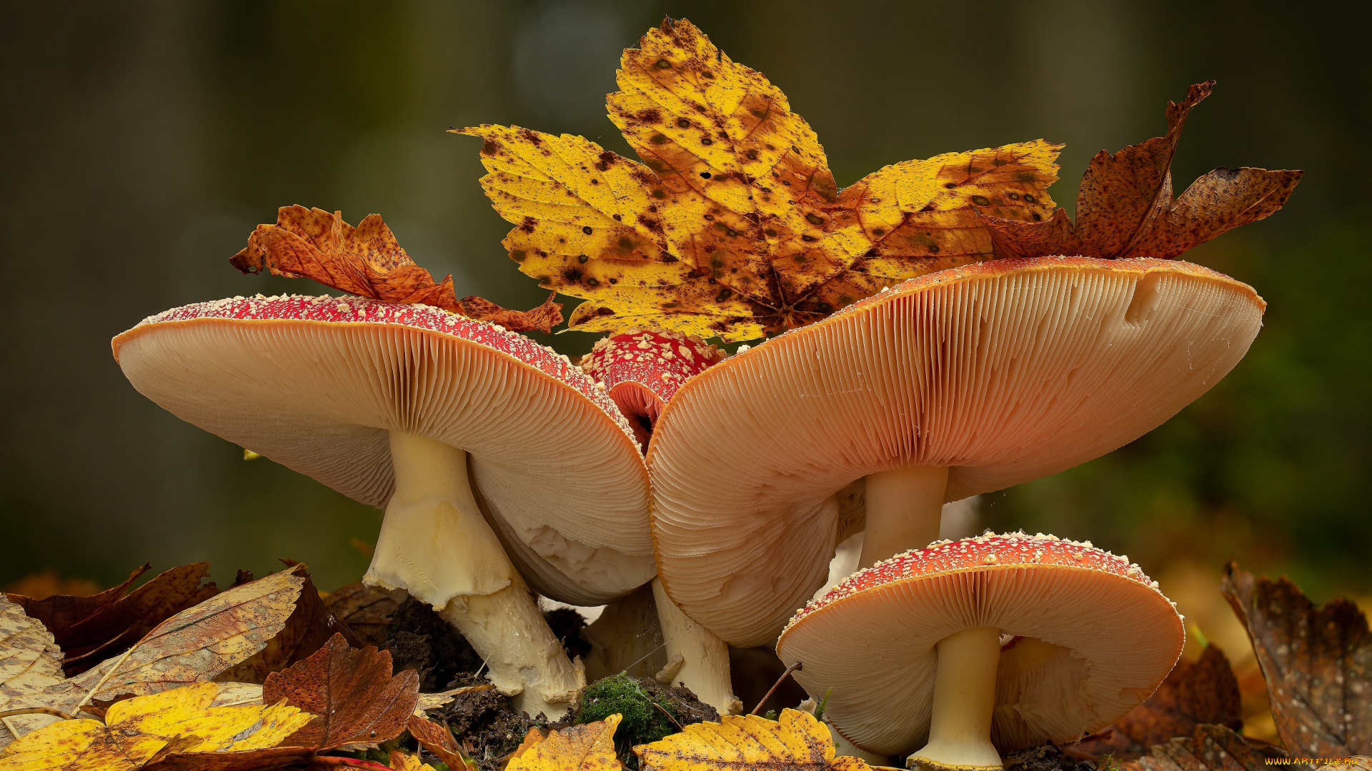 природа, грибы, , мухомор