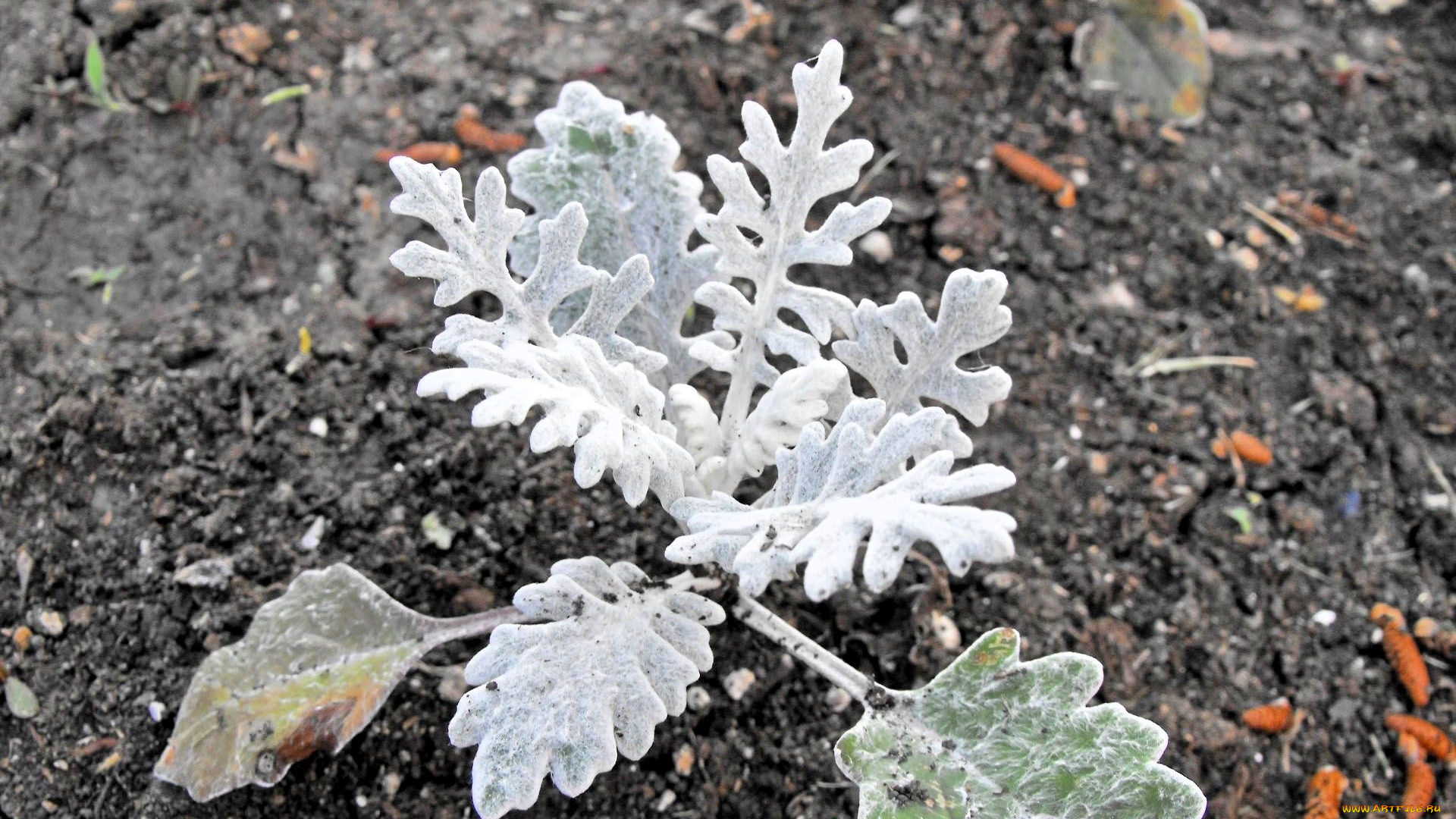 природа, листья