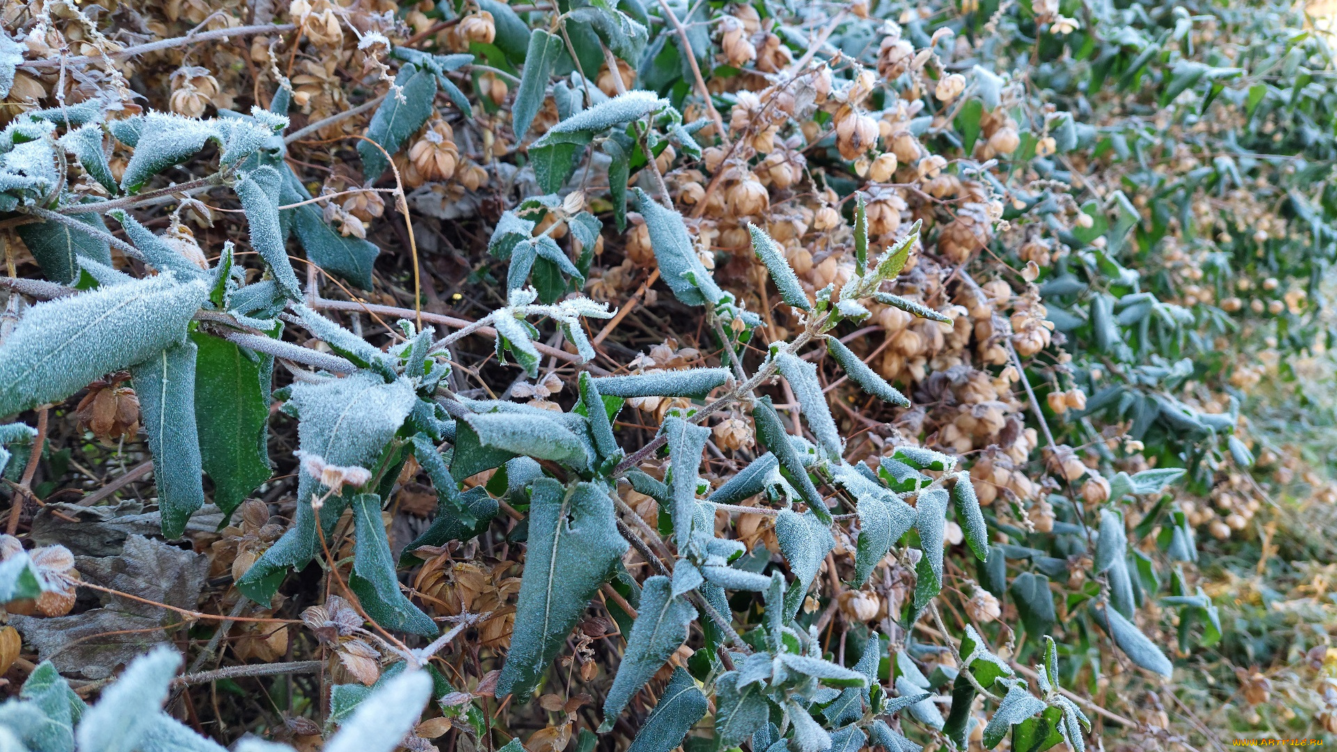 природа, листья, хмель