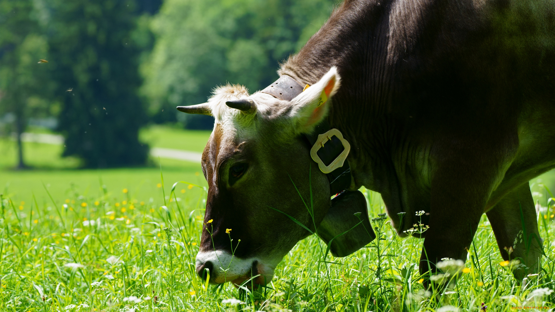 животные, коровы, , буйволы, корова