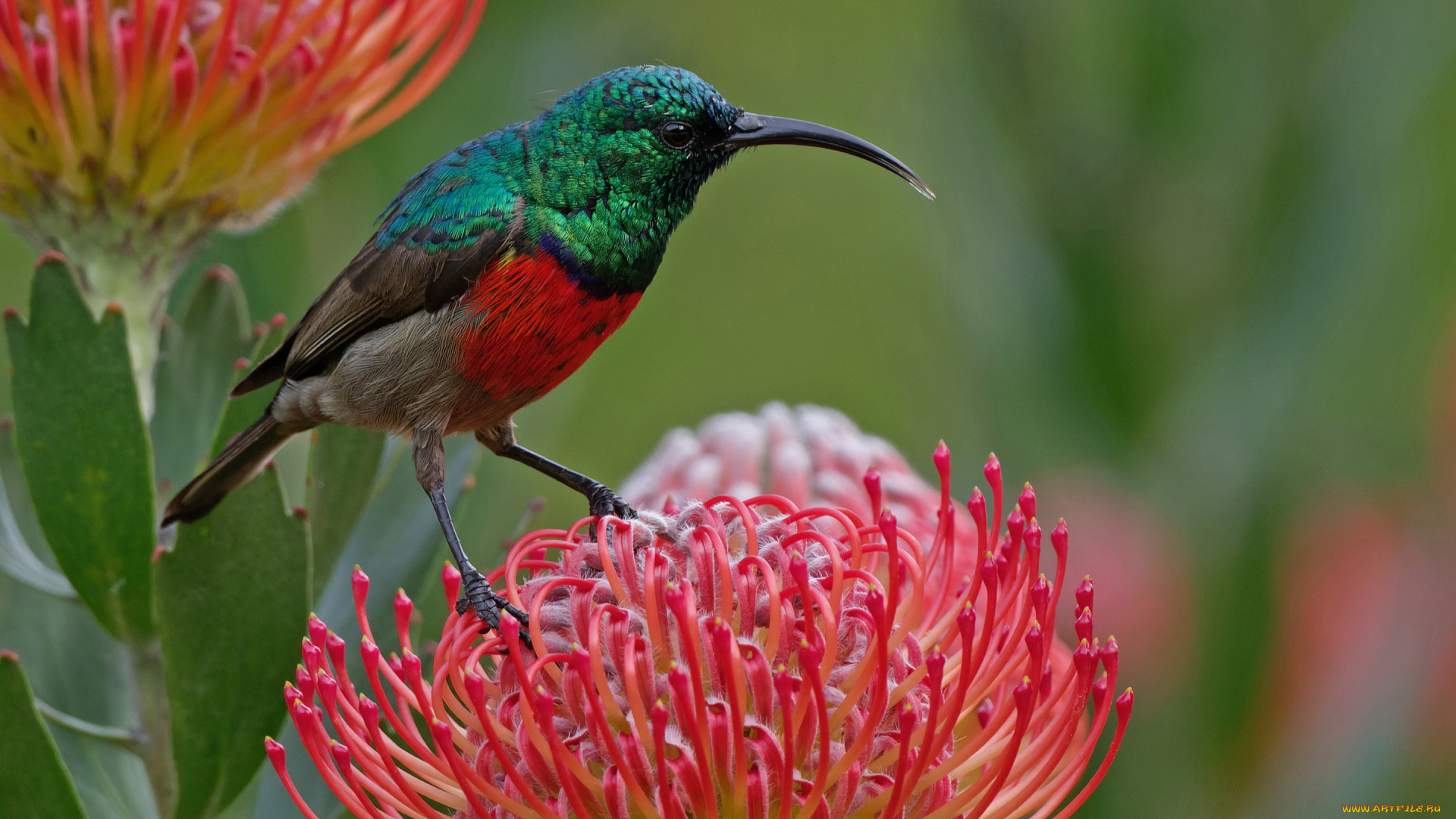 животные, птицы, птица