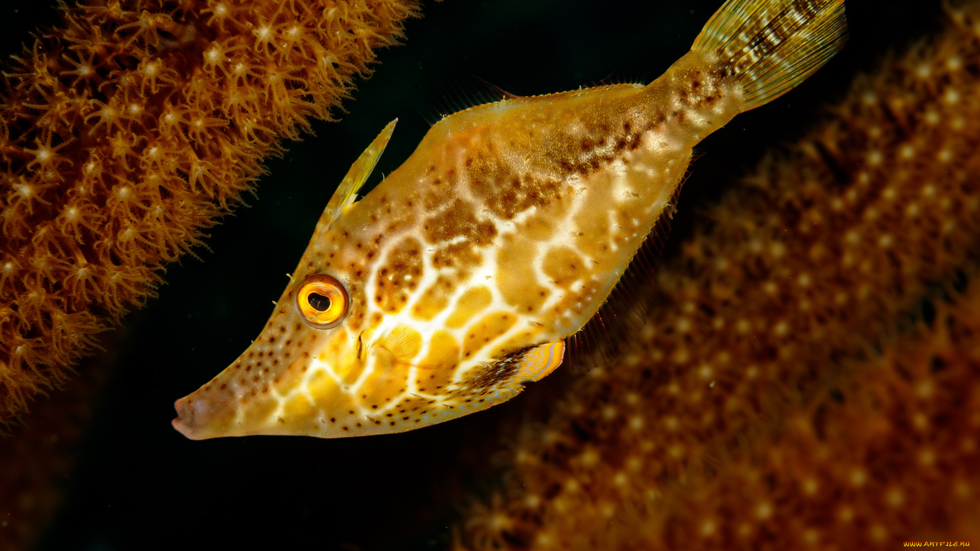 животные, рыбы, рыба