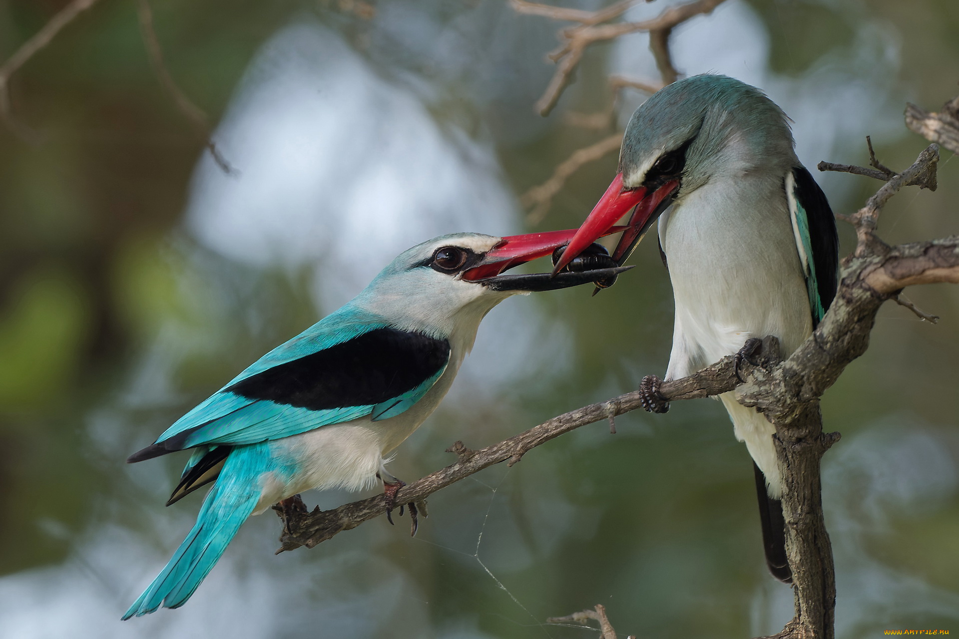 животные, зимородки, птицы