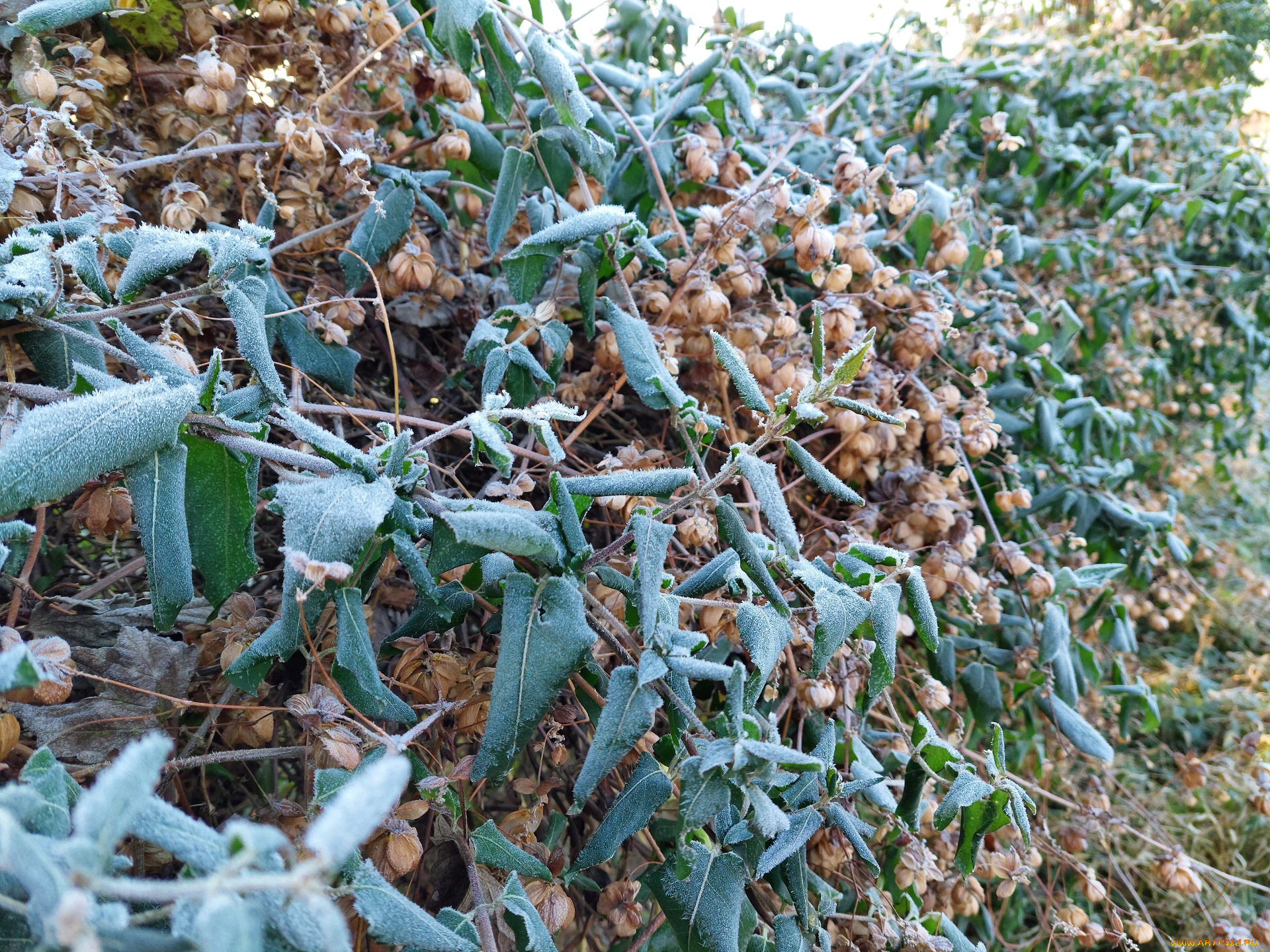 природа, листья, хмель