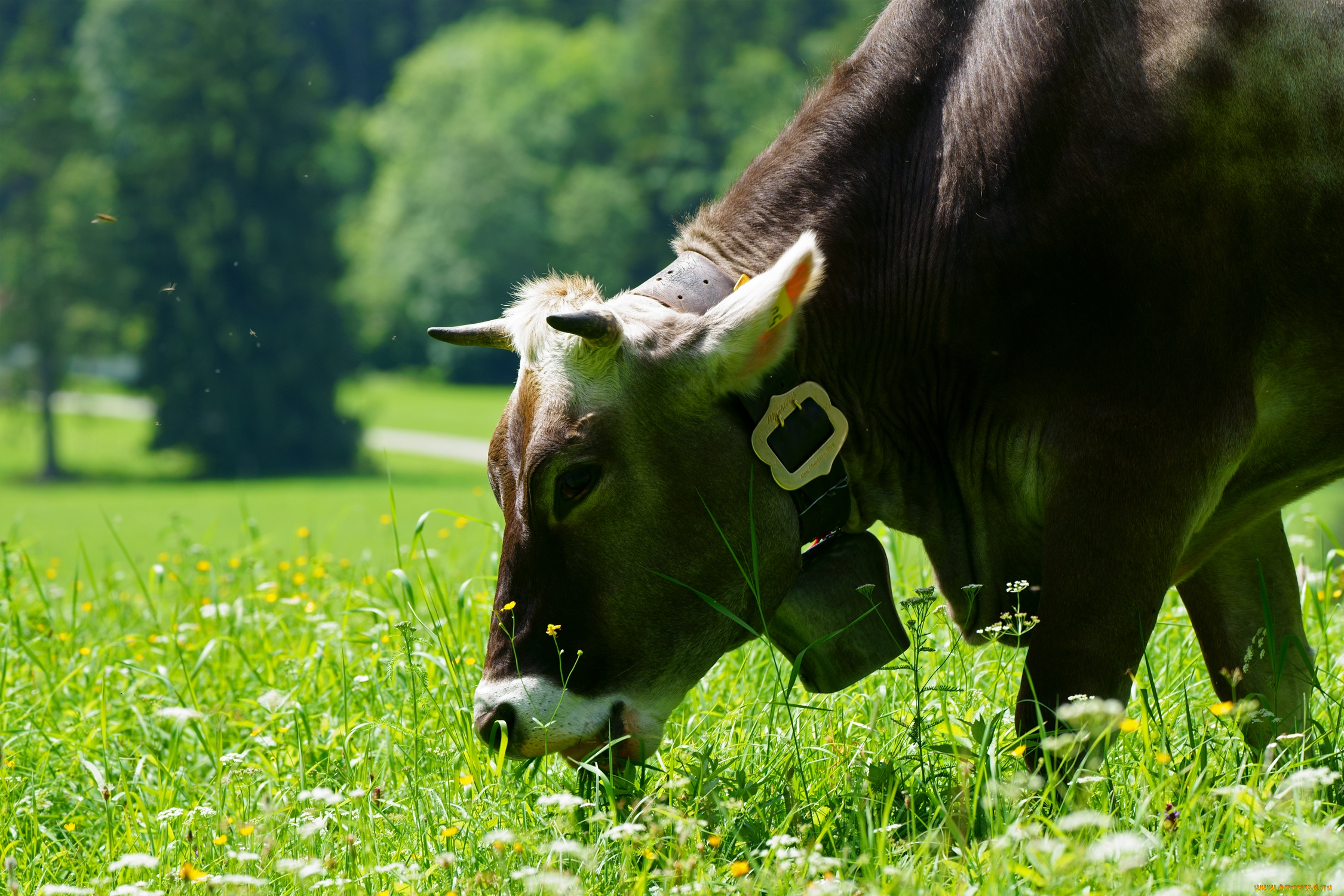 животные, коровы, , буйволы, корова