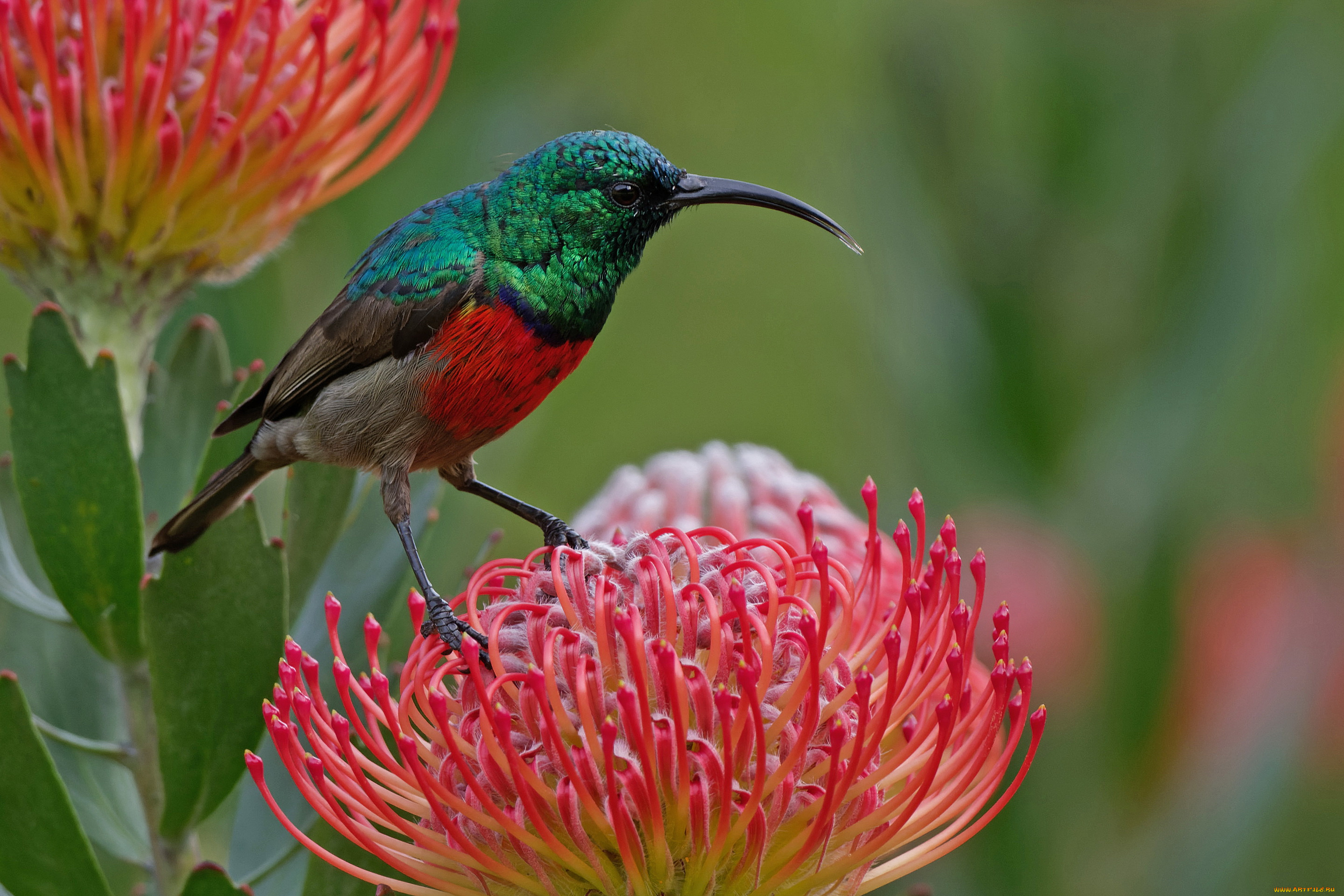 животные, птицы, птица