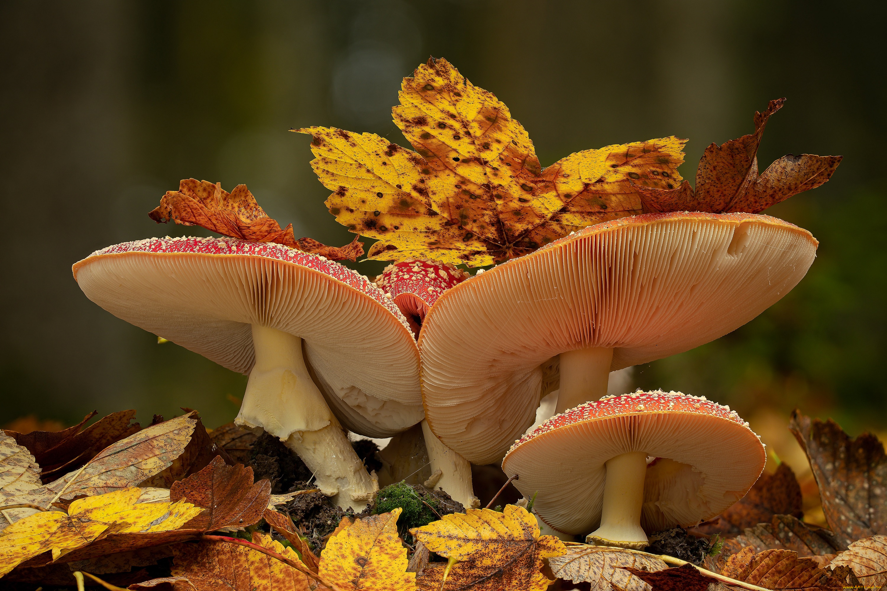 природа, грибы, , мухомор