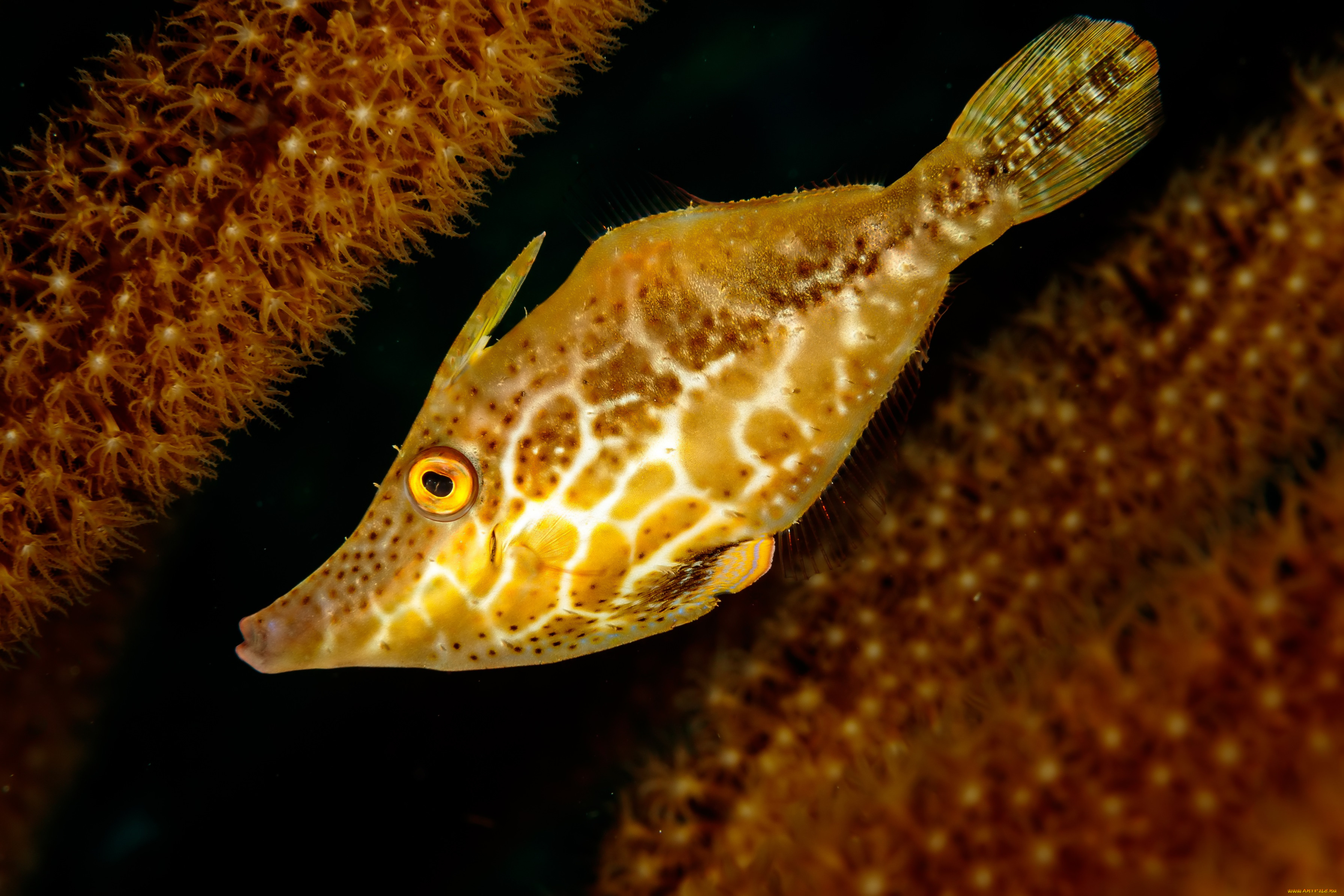 животные, рыбы, рыба