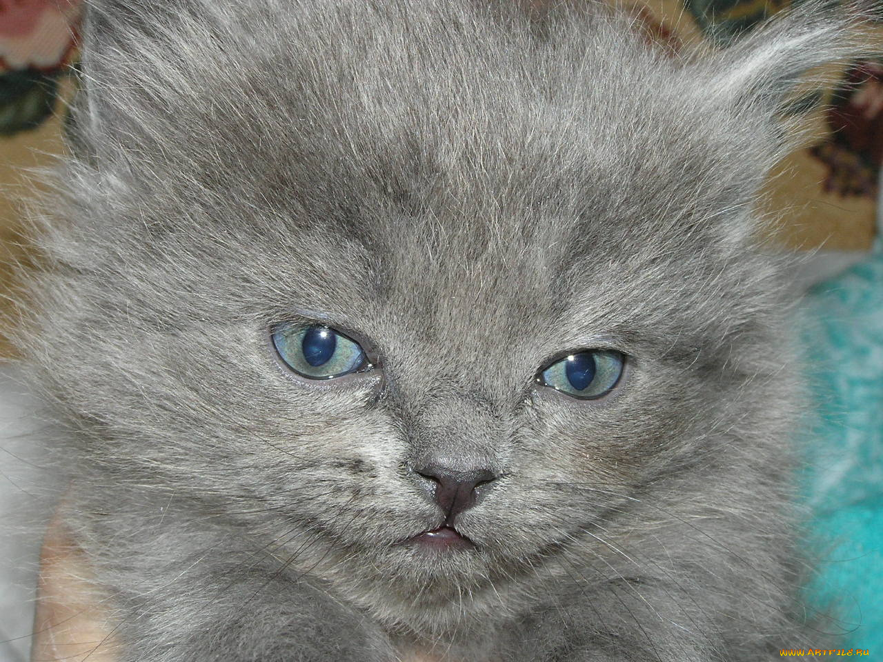 животные, коты