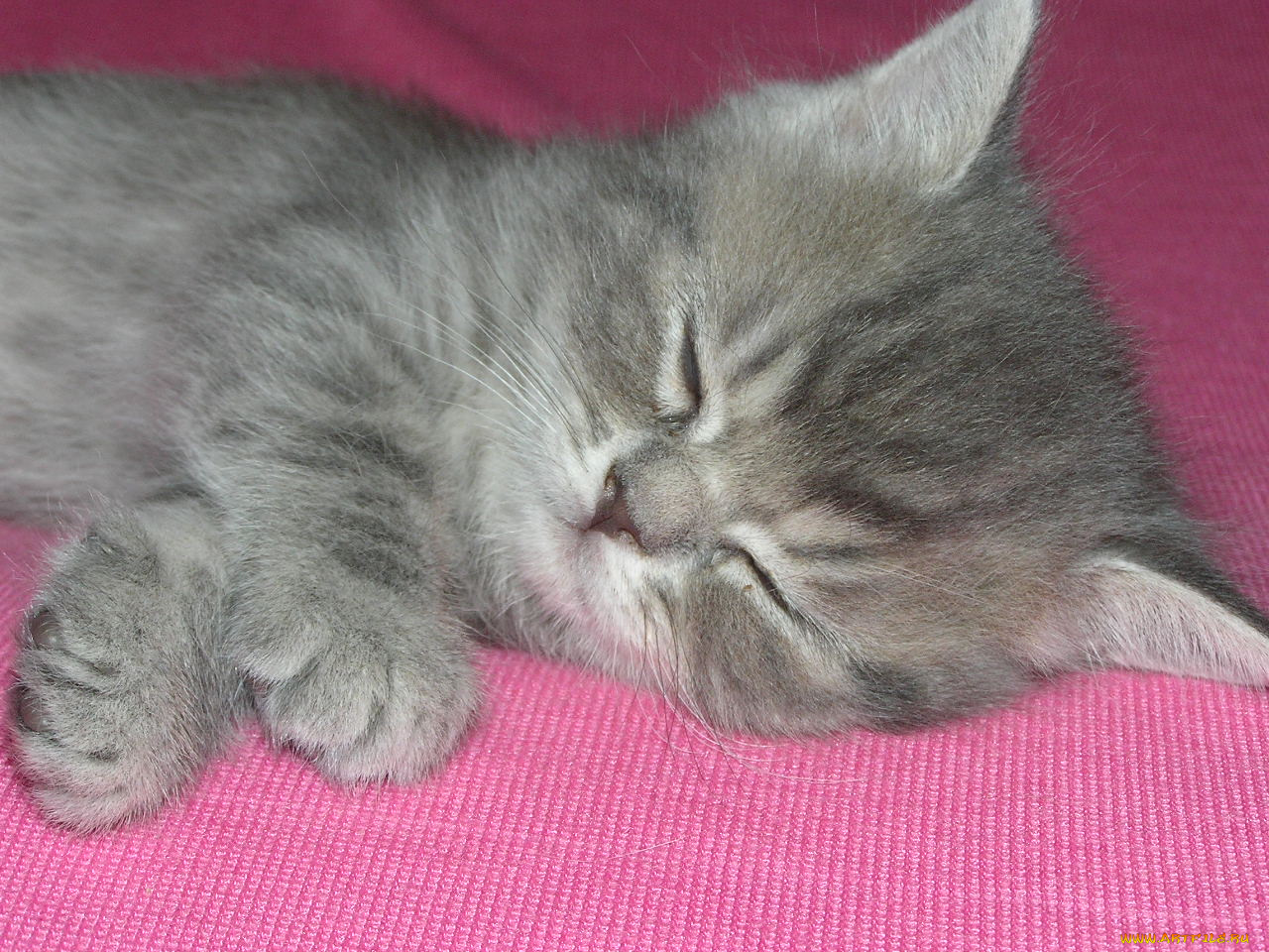 животные, коты