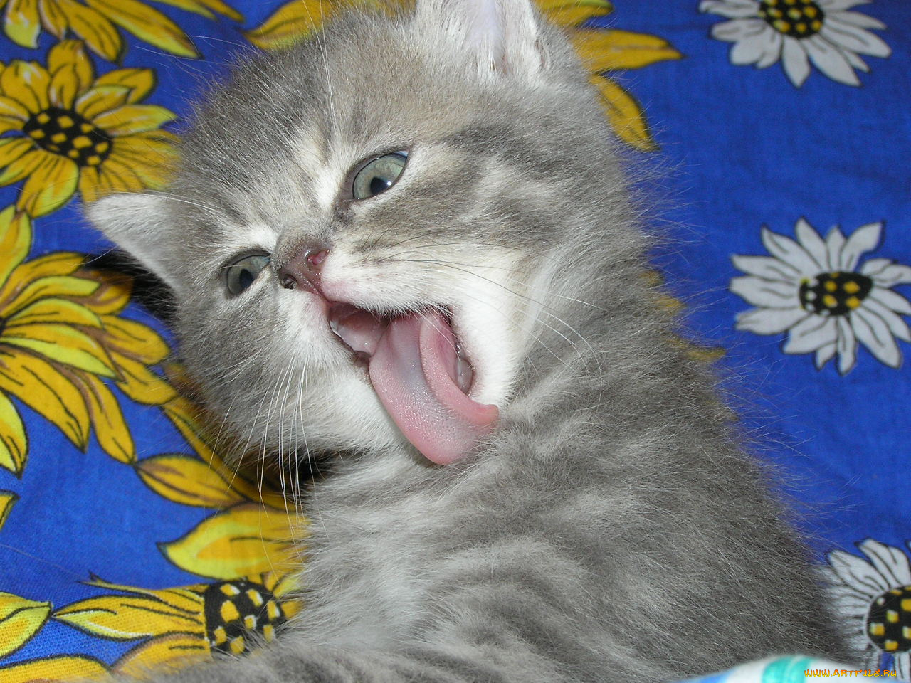 животные, коты