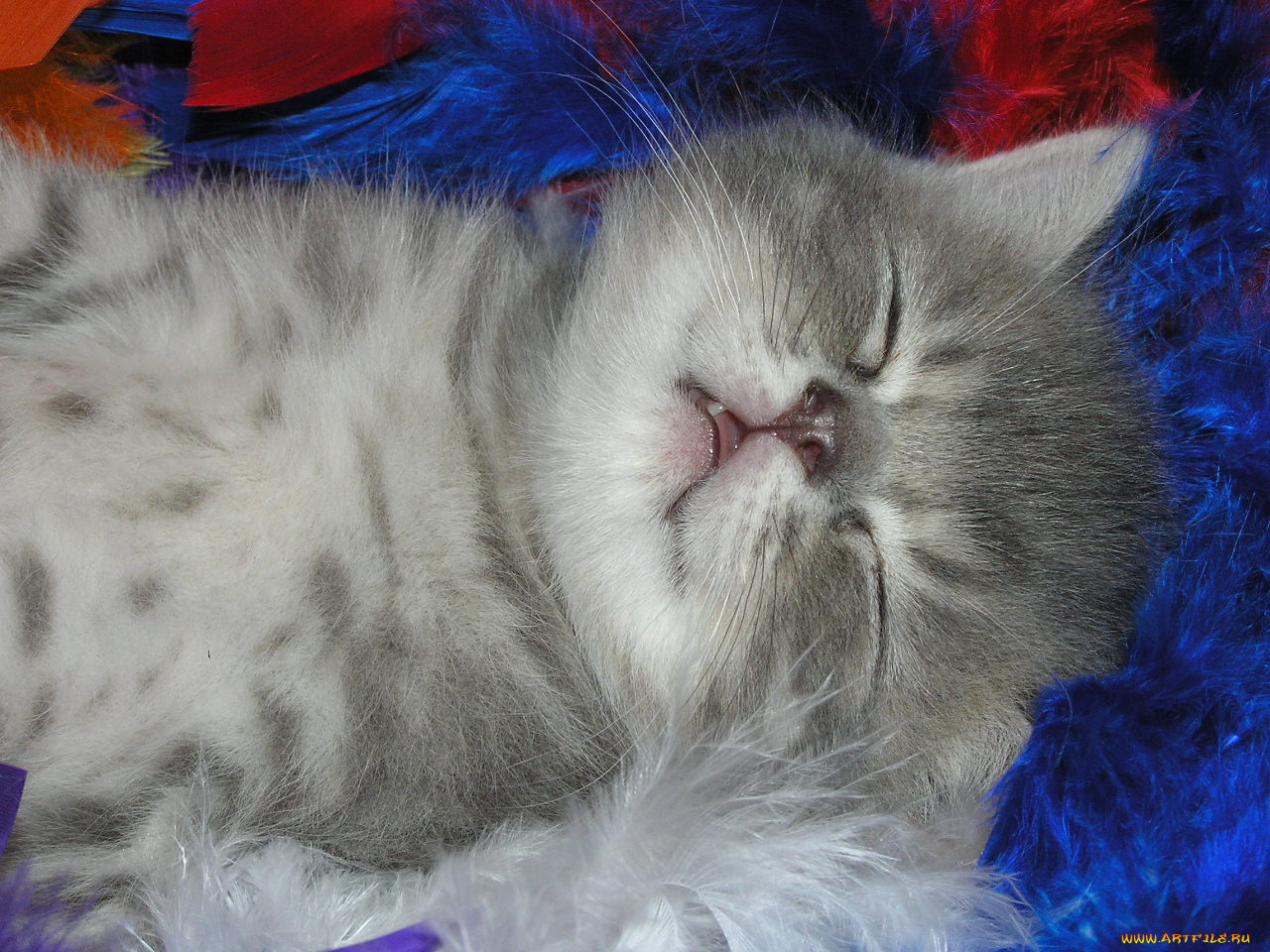 животные, коты