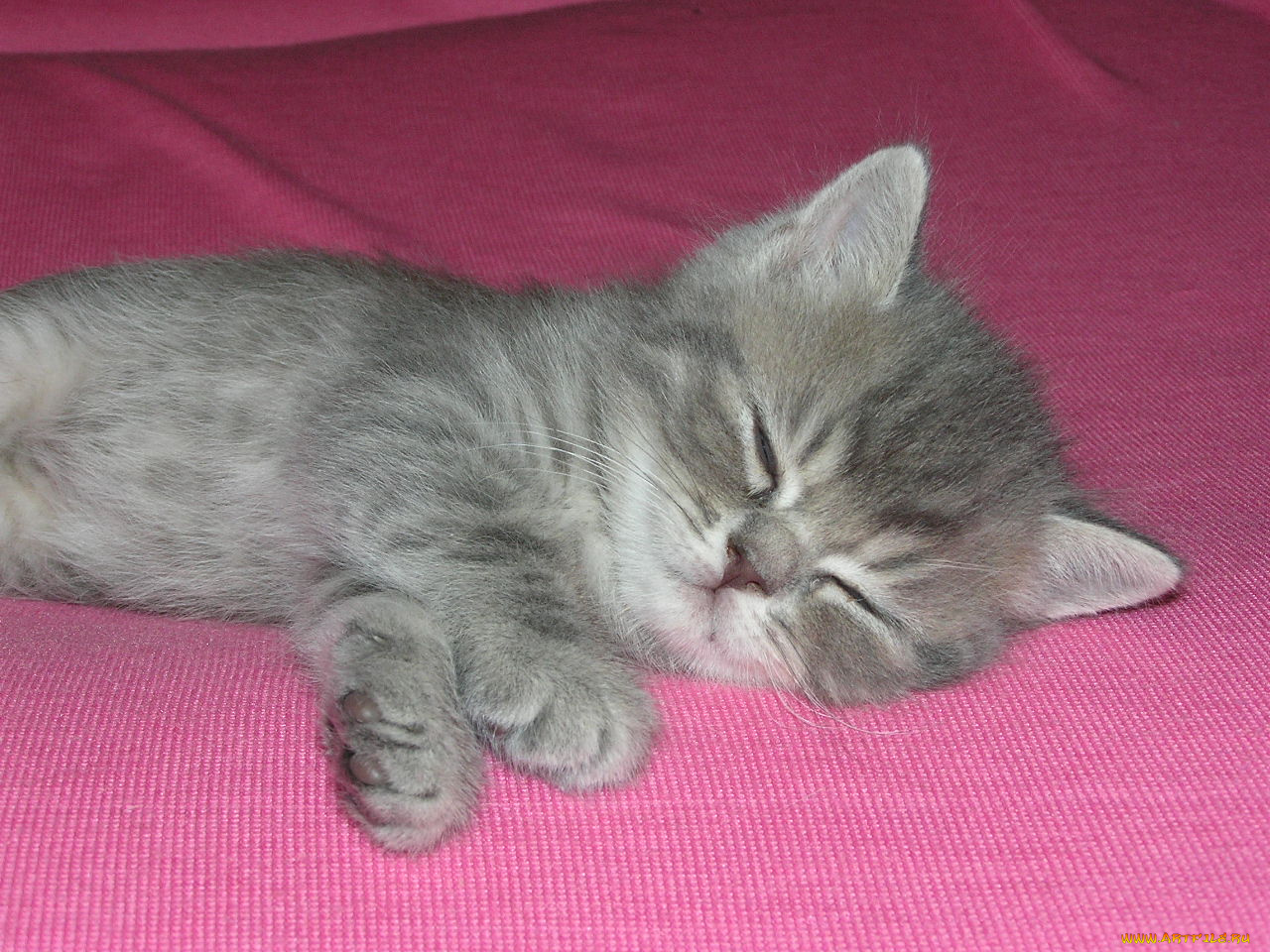 животные, коты