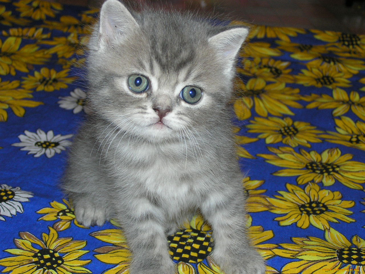 животные, коты