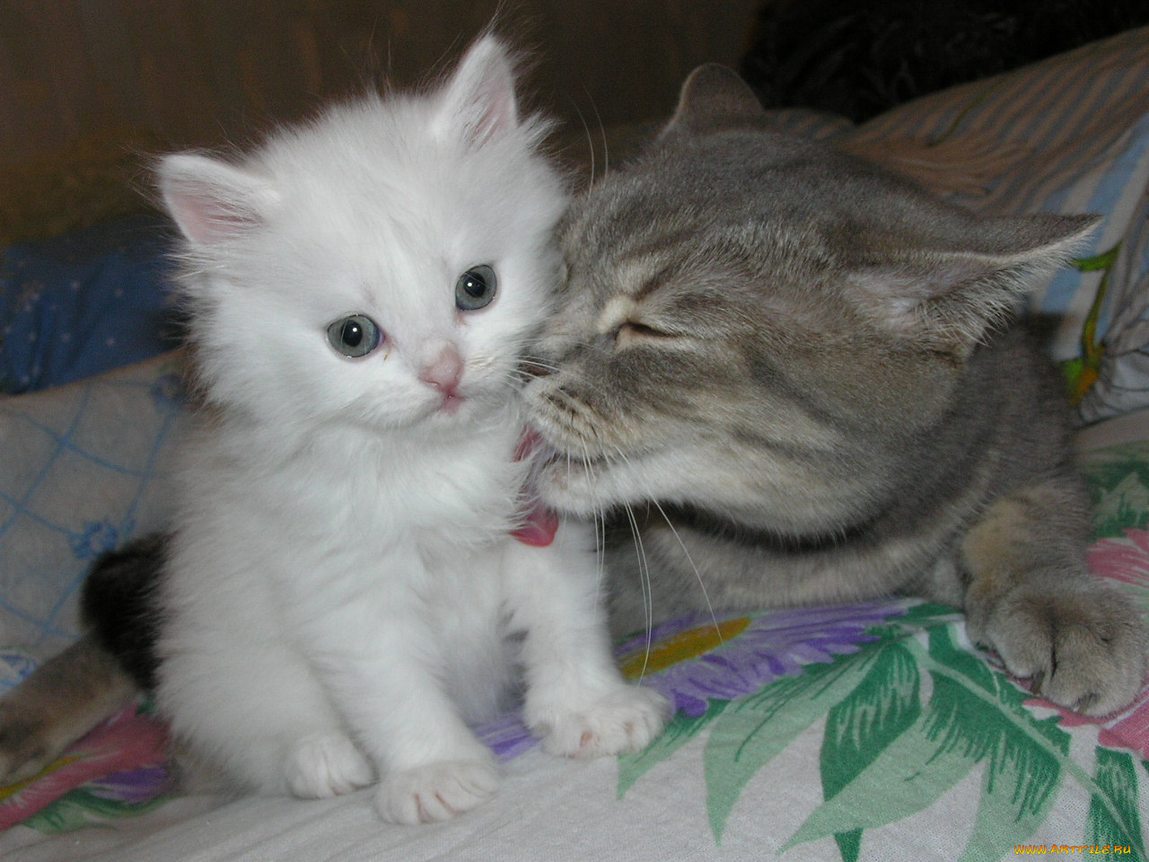 животные, коты